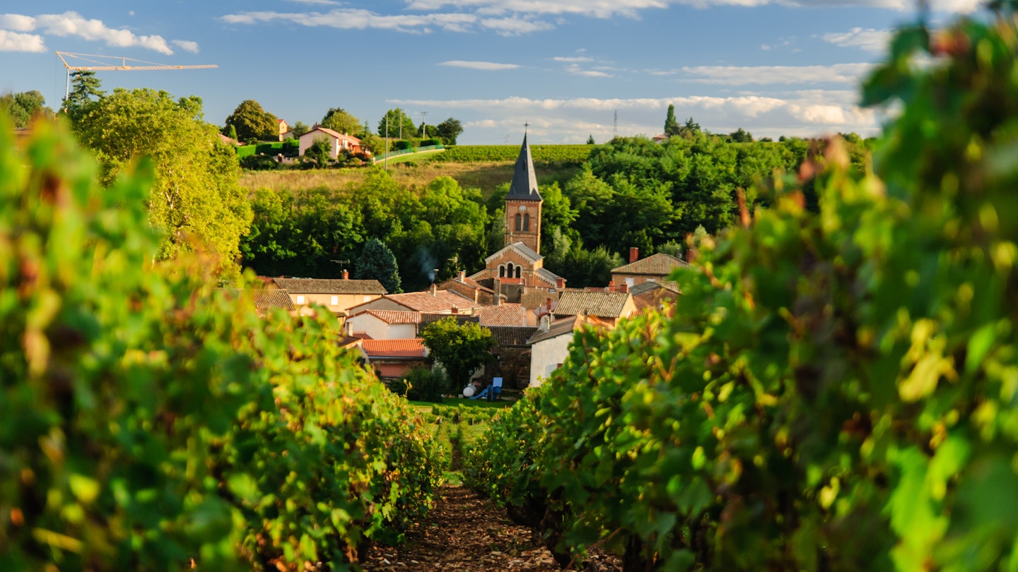 Vineyard and the town of Saint Julien in region Beaujolais, France, License Type: media, Download Time: 2024-10-04T17:47:46.000Z, User: tasminwaby56, Editorial: false, purchase_order: 65050, job: Online Editorial, client: Beaujolais First Time, other: Tasmin Waby