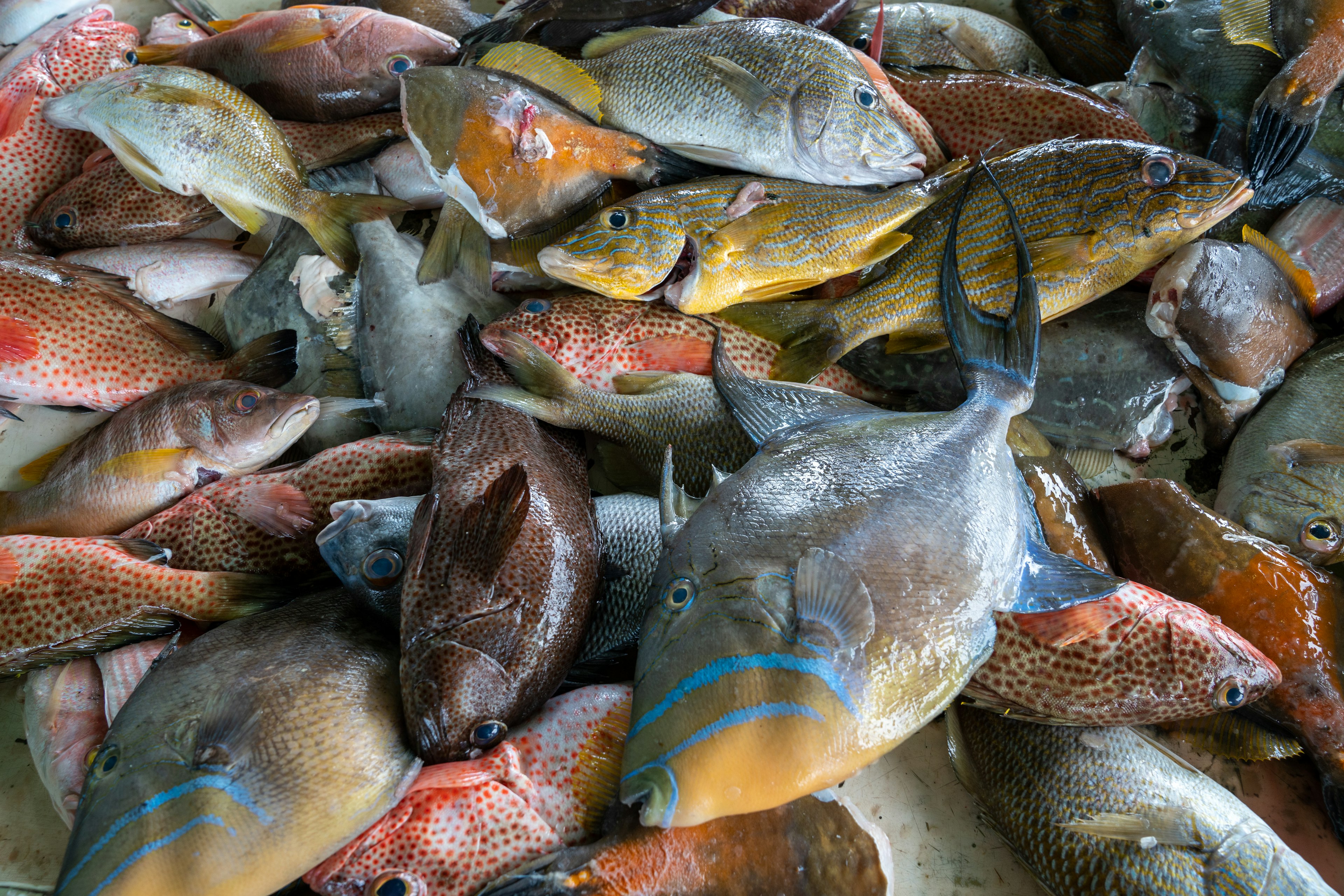 A pile of freshly caught fish at the St John’s Public Fish Market, St John’s, Antigua, Antigua & Barbuda