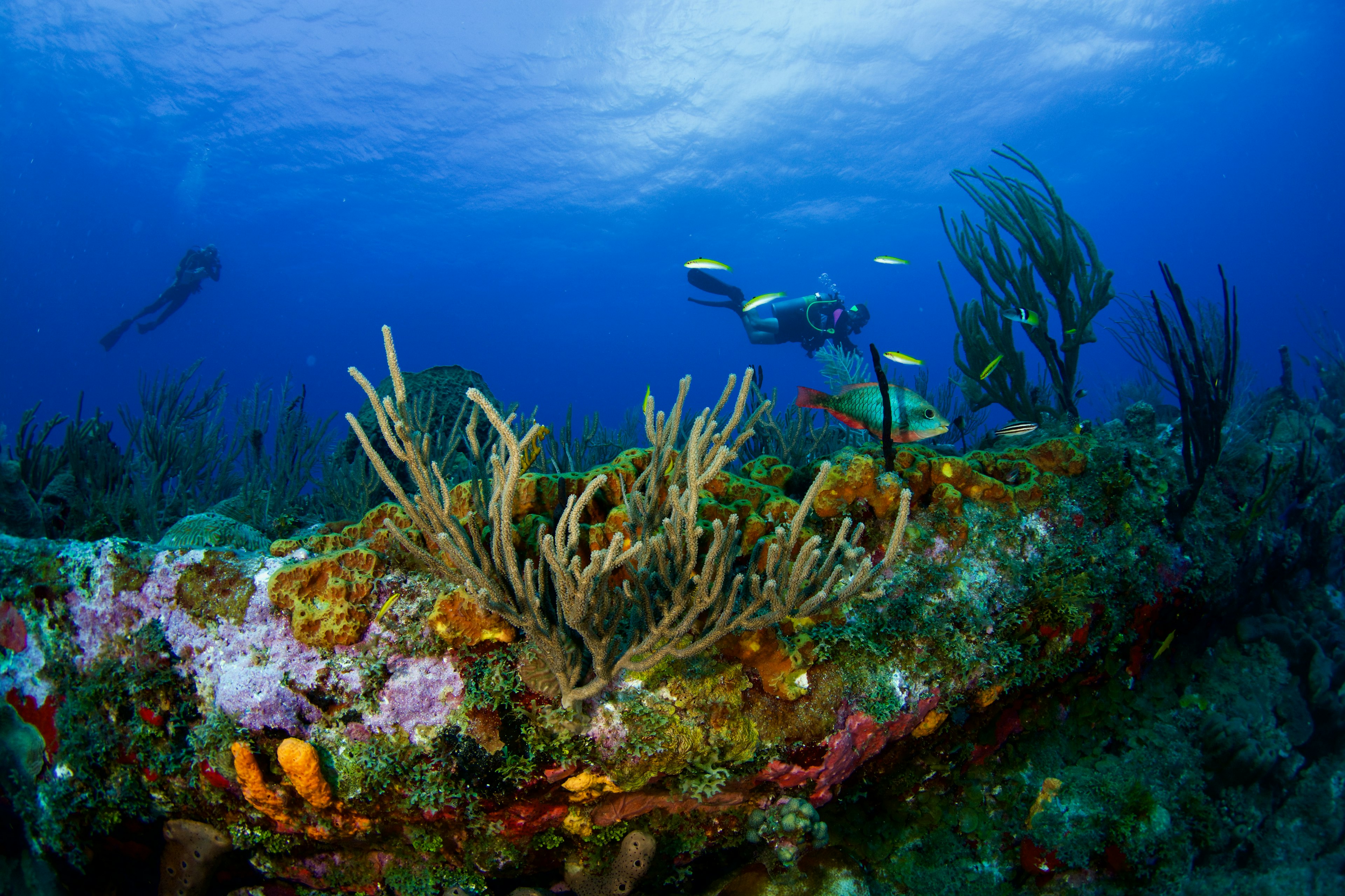 Bright coral and fish on a reef as two divers swim by