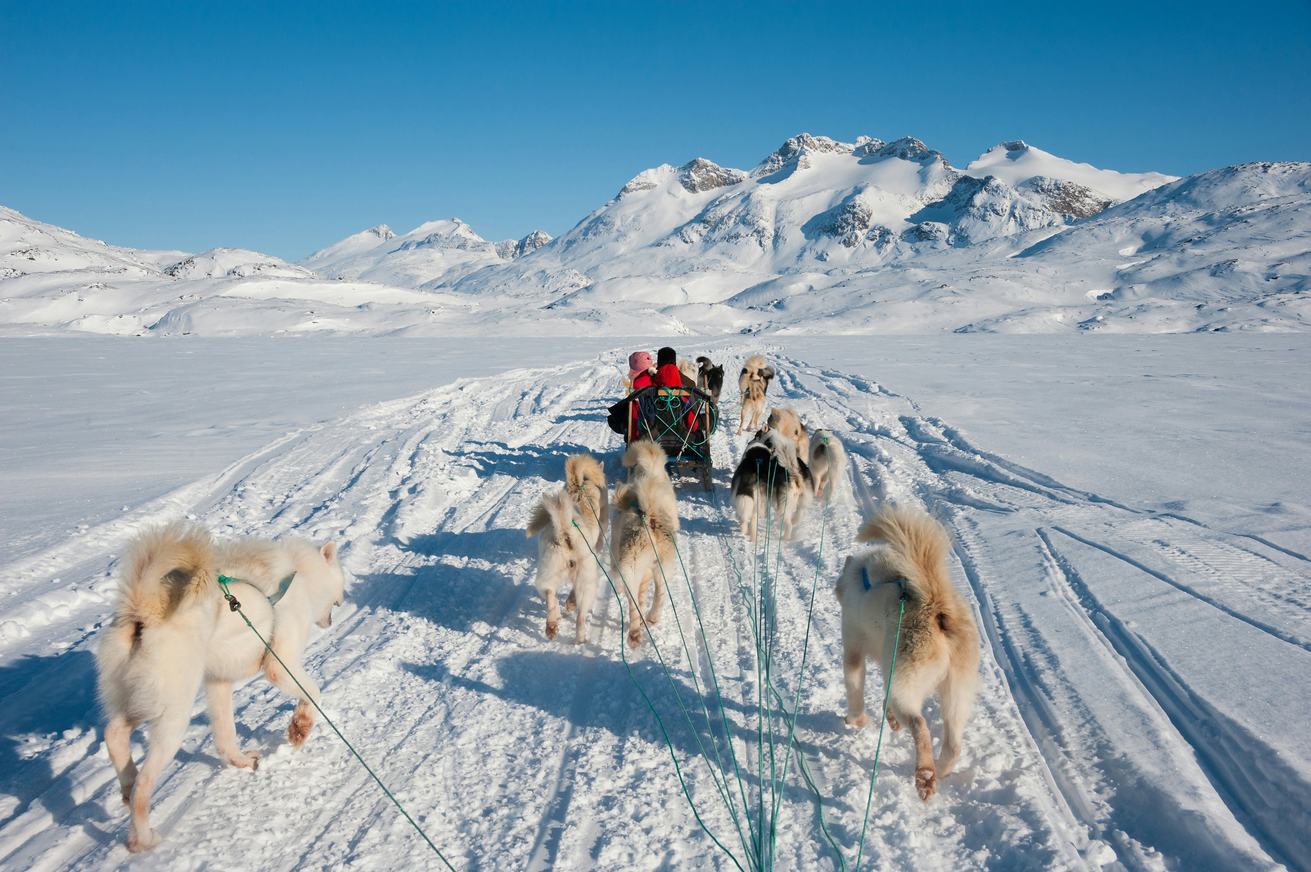 Brown and white husky dogs pull along a sleigh in thick snow