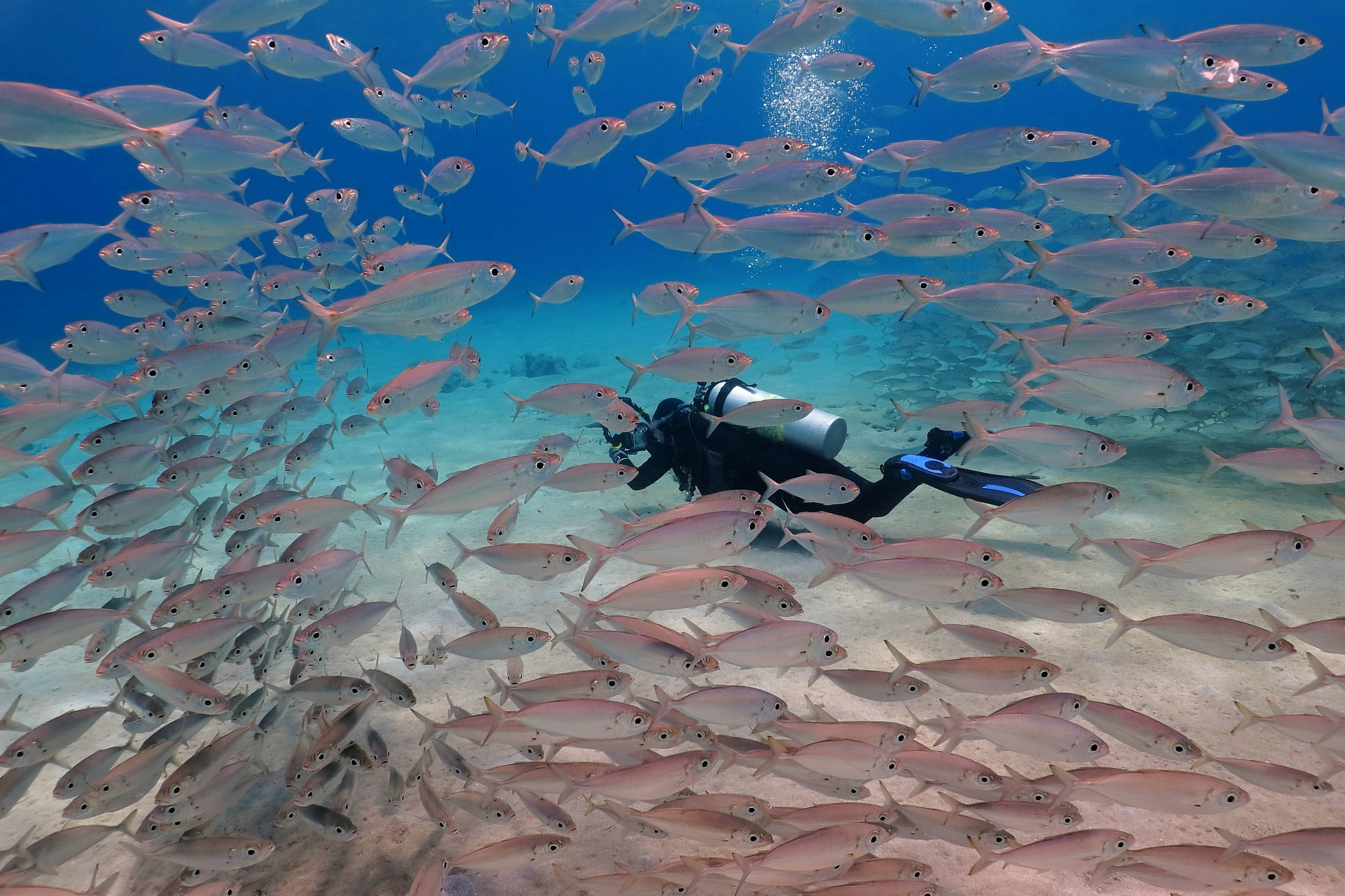 A scuba diver swimming with a school of lightly colored fish in the waters off Aruba