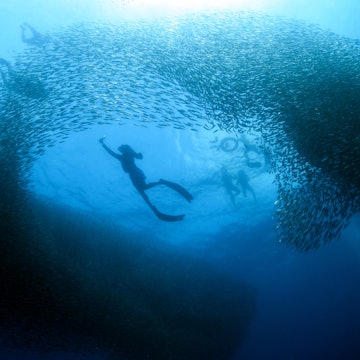 School of sardines in Moalboal.