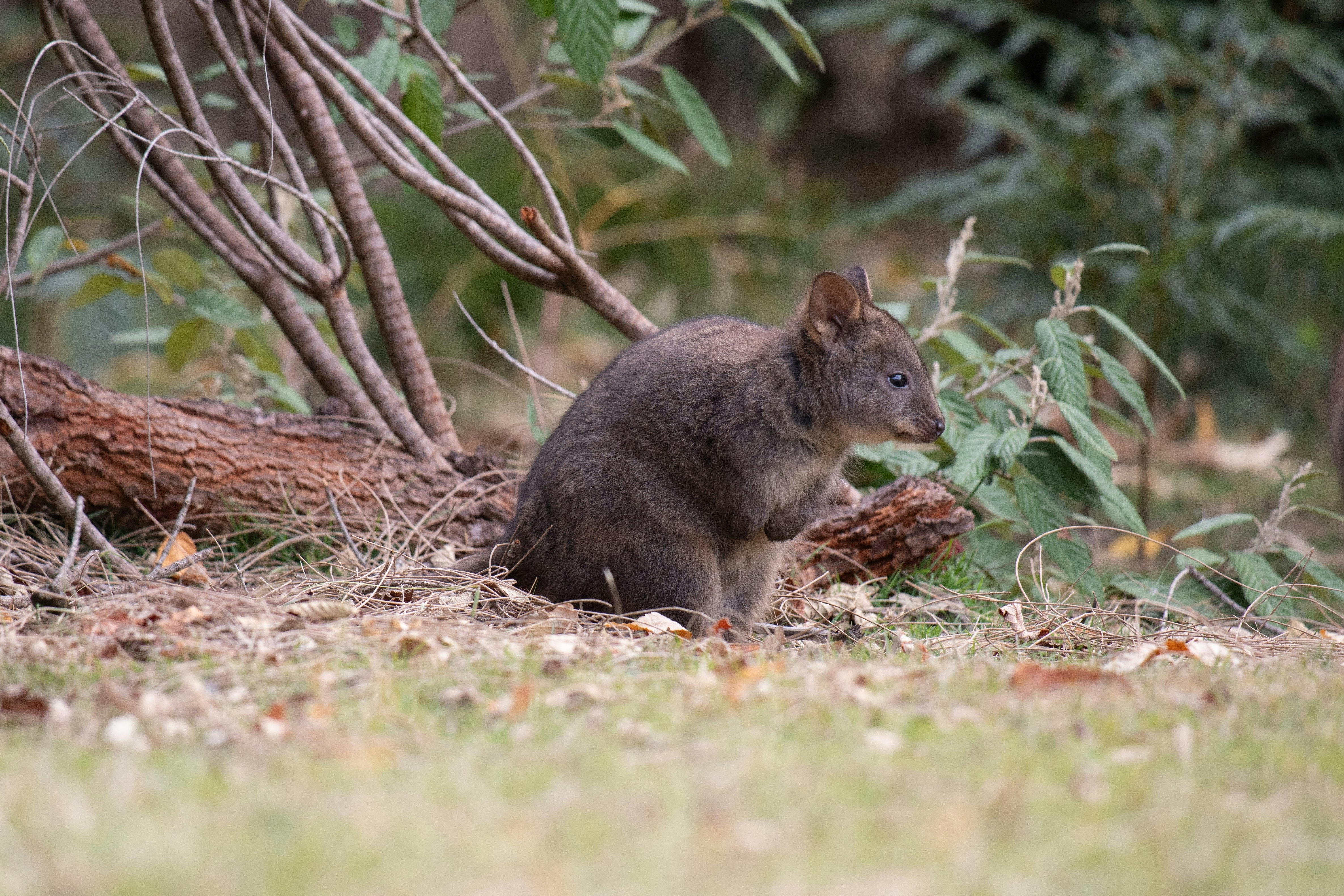 Small pademelon at Maria Island in Tasmania