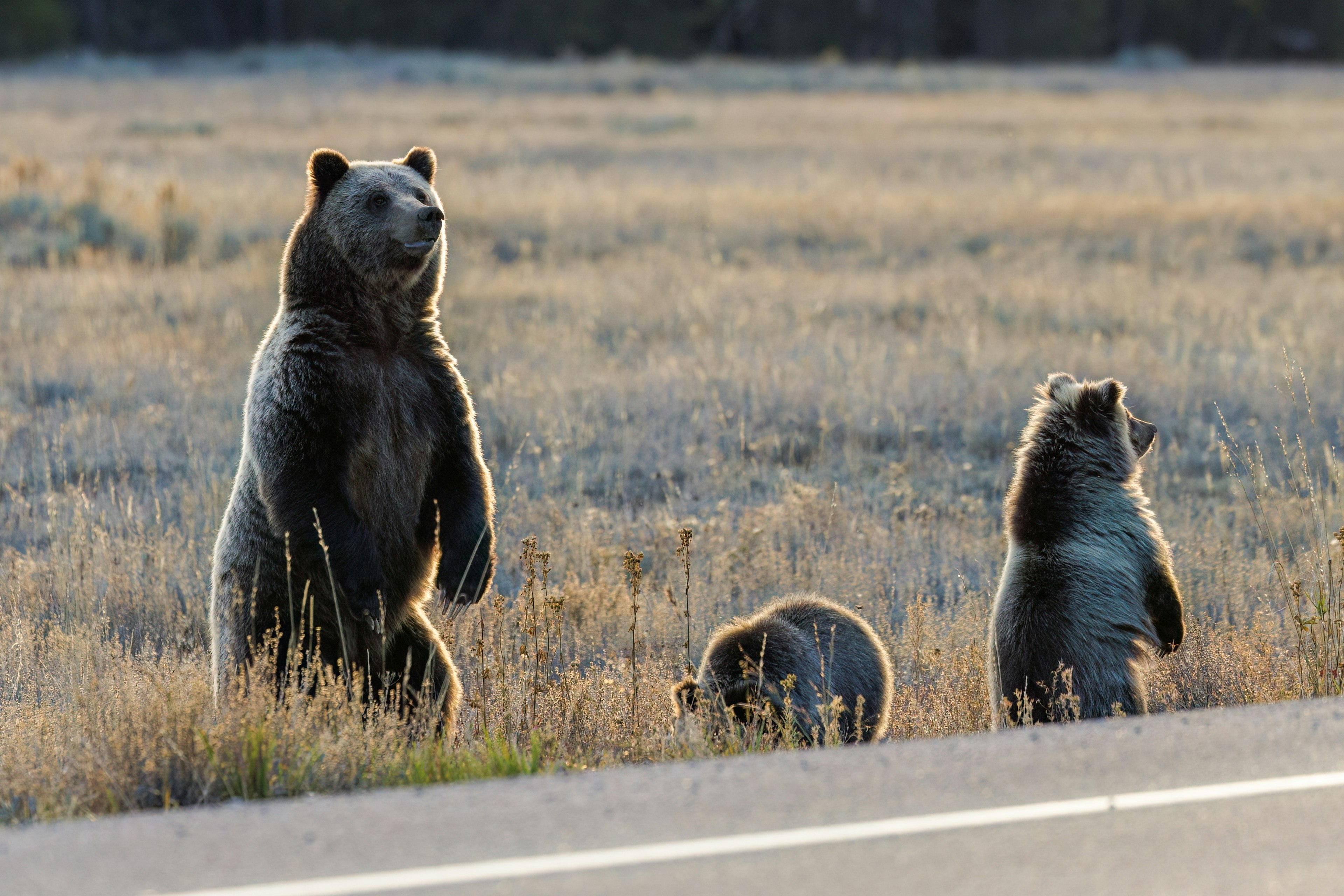 A mother bear and two cubs stand in a meadow at the very edge of the road as the sun sets