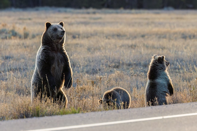 A mother bear and two cubs stand in a meadow at the very edge of the road as the sun sets