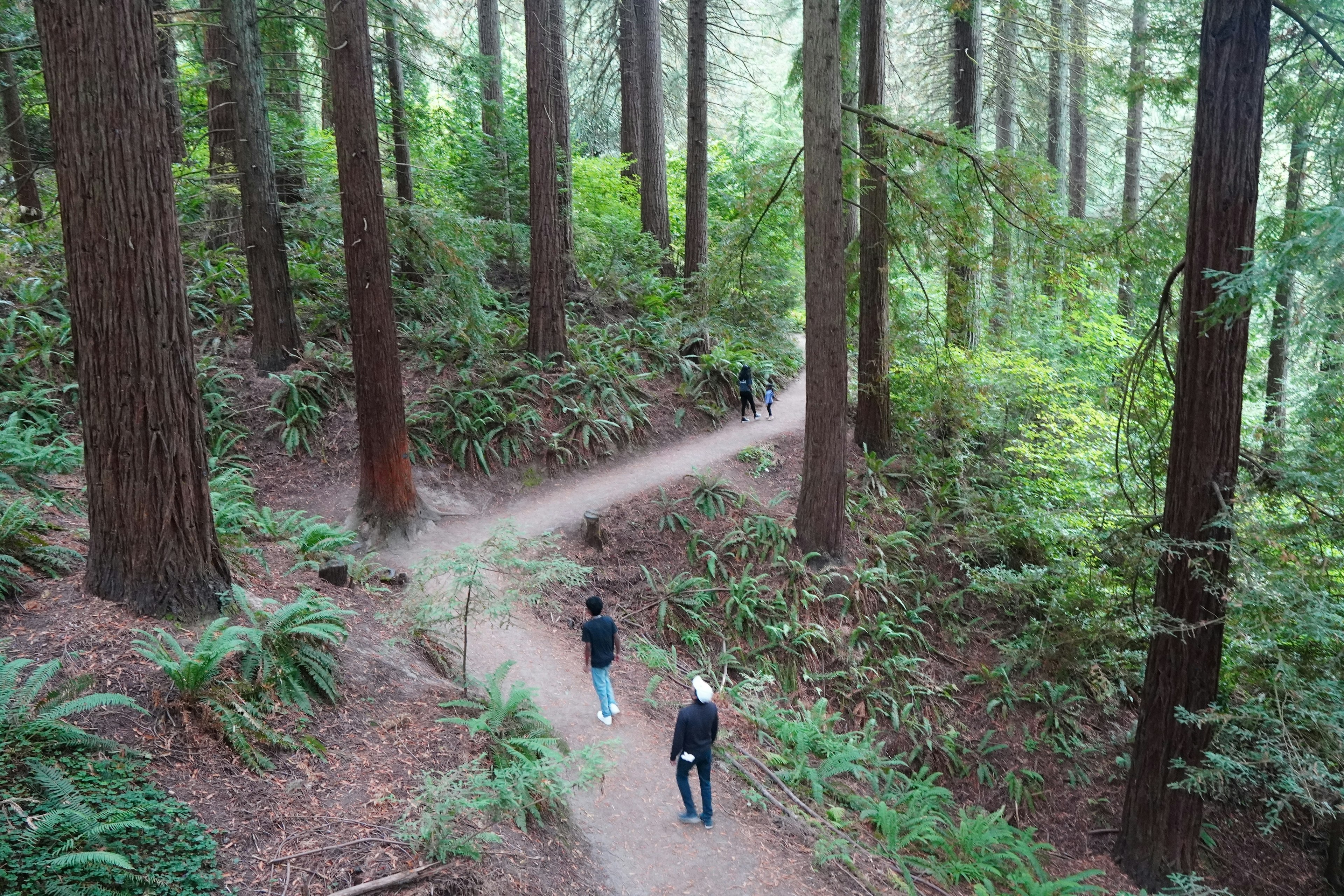 An overhead view of people walking along a path through ferns and redwoods at Hoyt Arboretum, Portland, Oregon, USA