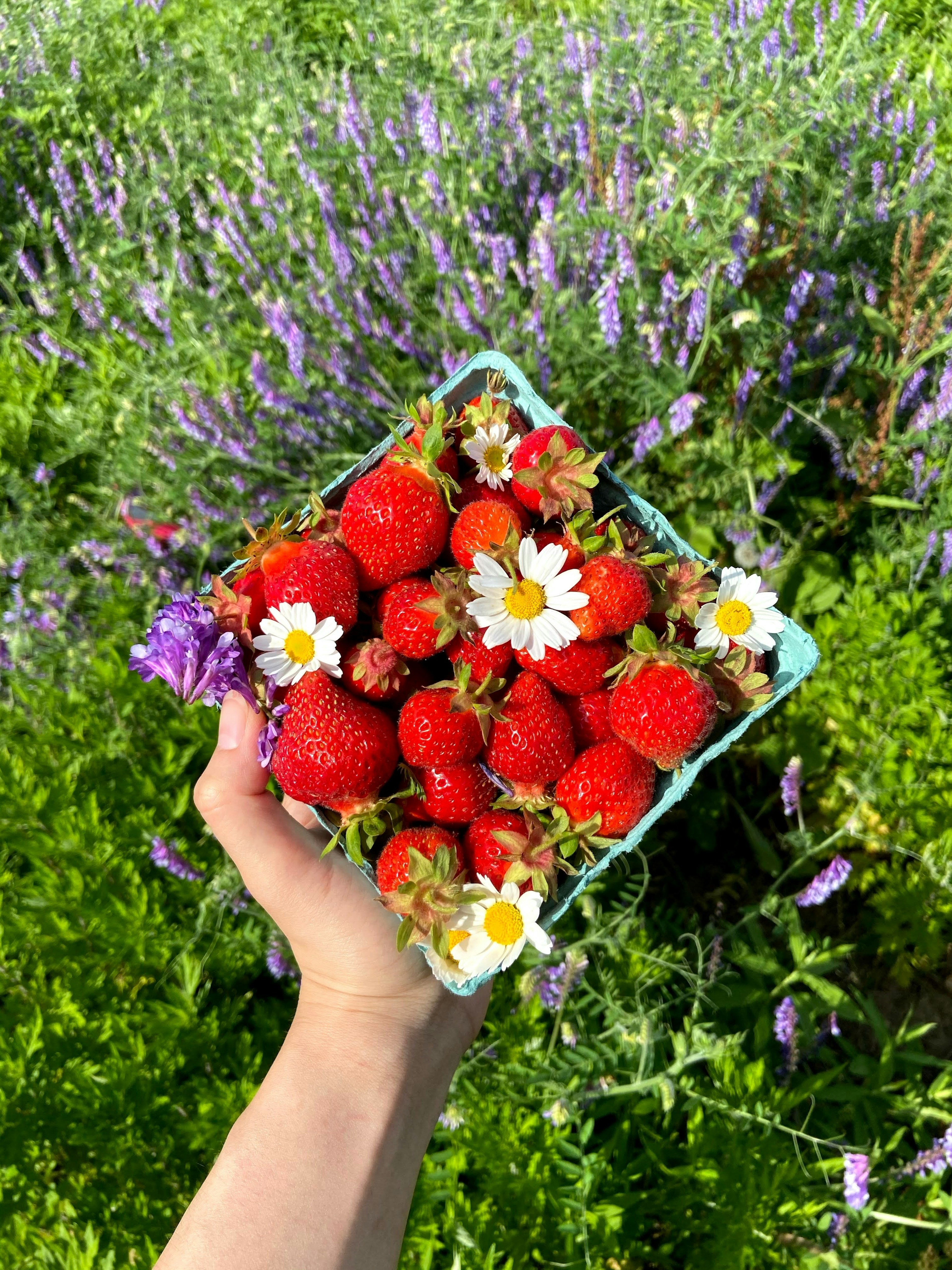 Strawberry picking at Lewin Farms in Long Island