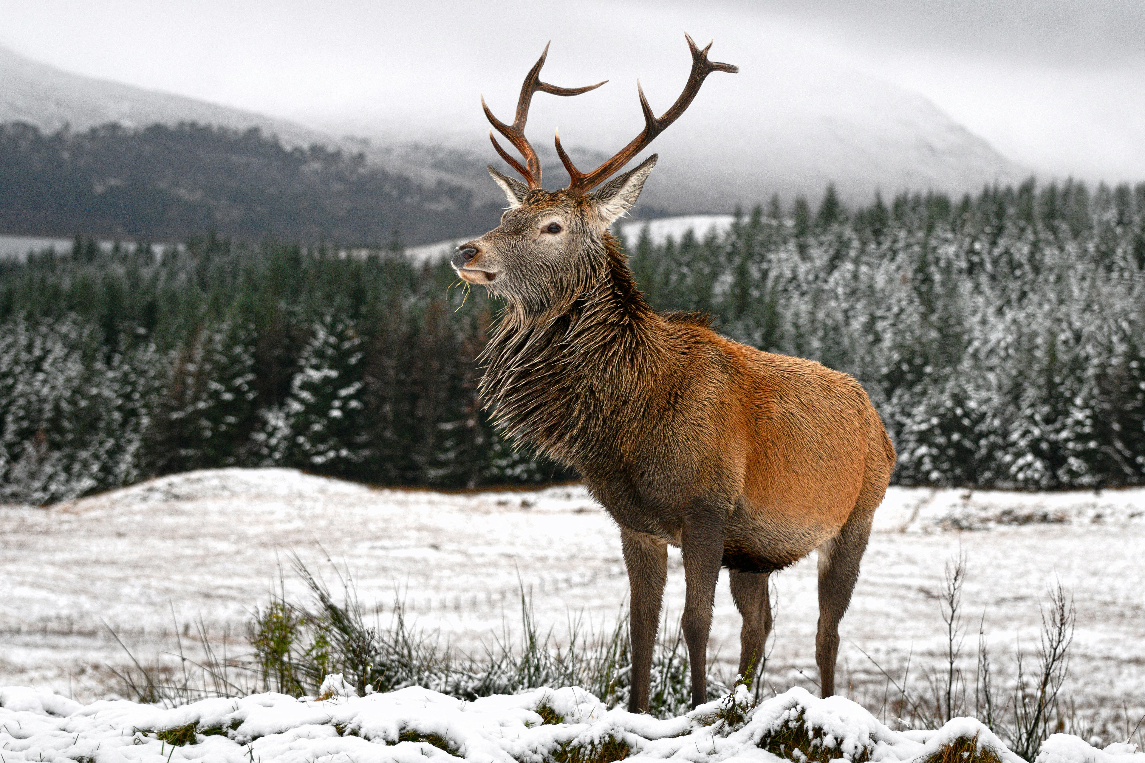 Red Deer on Snowy Meadow in Loch Lomond & Trossachs National Park