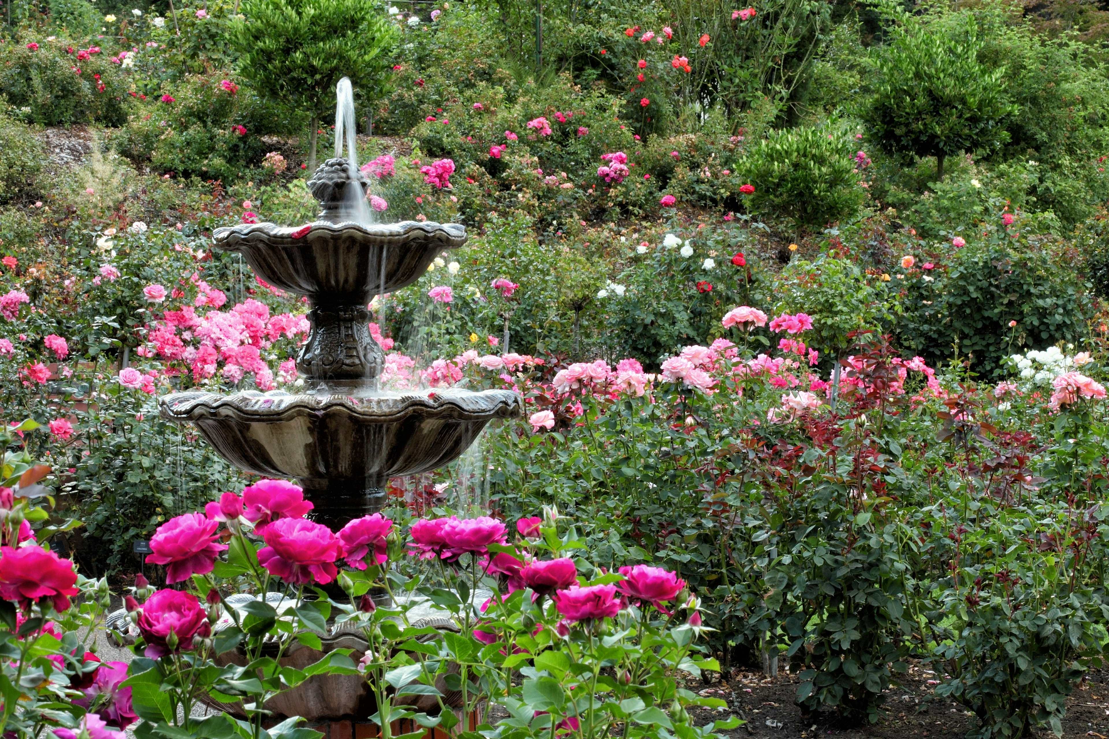 A fountain in the International Rose Test Garden, filled with pink and purple rose bushes, in Portland, Oregon, USA