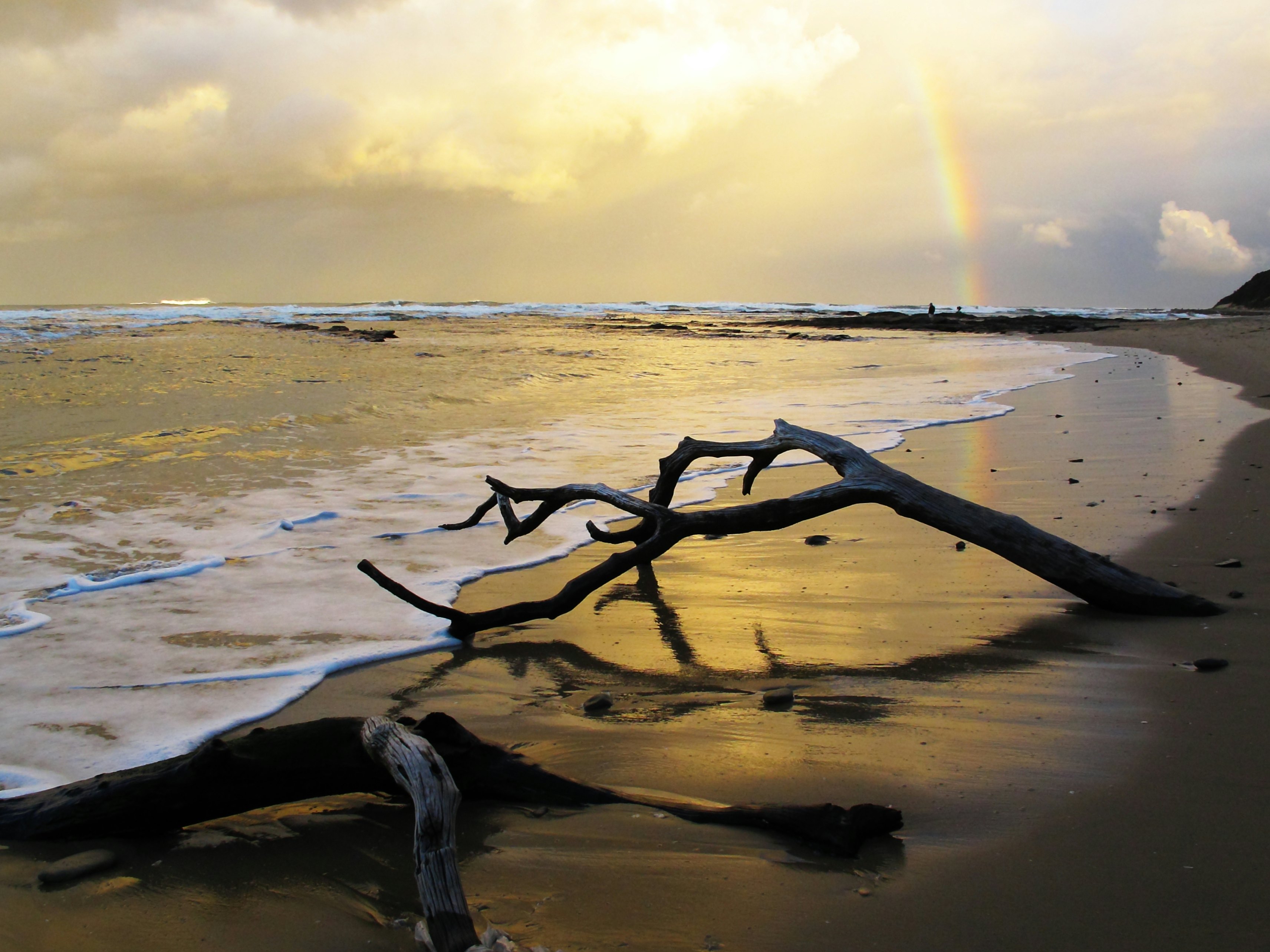 A branch lies on the beach at sunset on Driftwood Beach in Jekyll Island