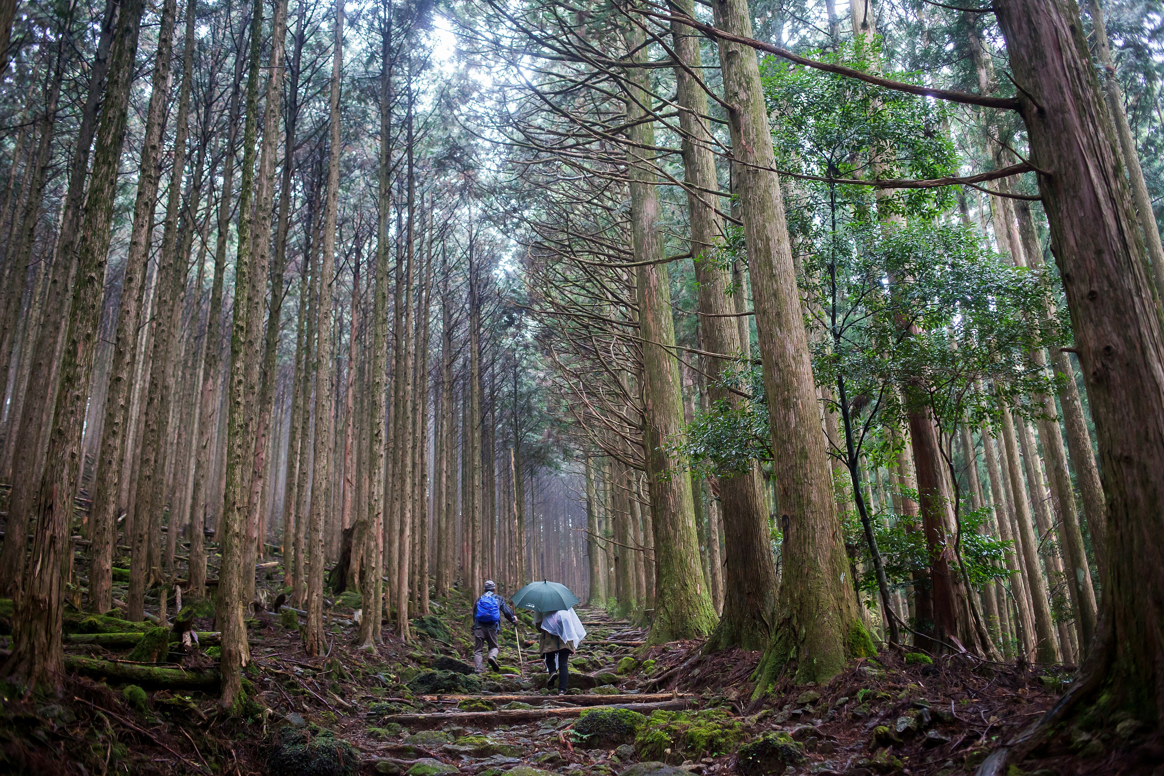 Walkers on the Kumano Kodō in the Kii Peninsula