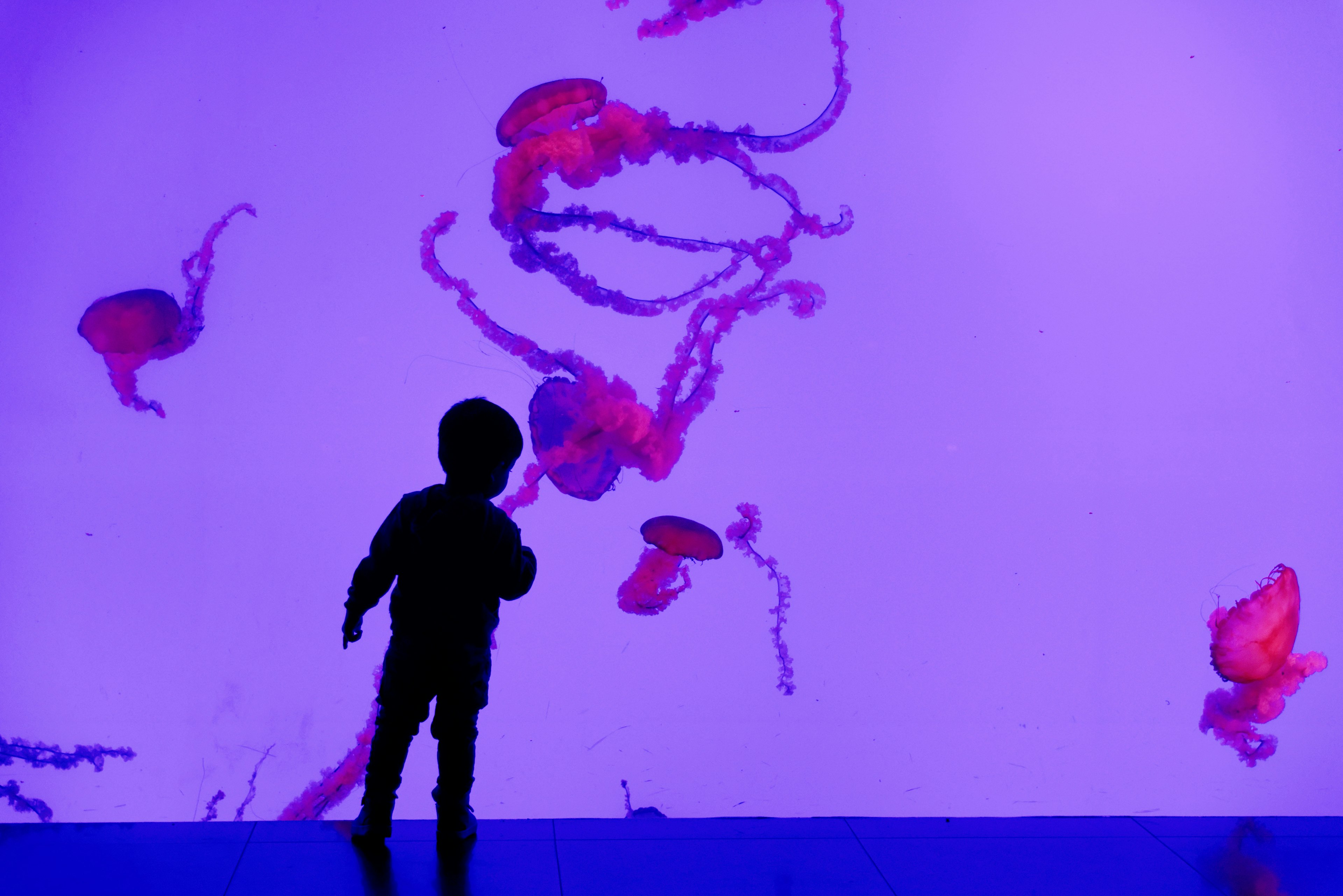 A child silhouetted against the jellyfish tank inside Ripley's Aquarium of Canada.