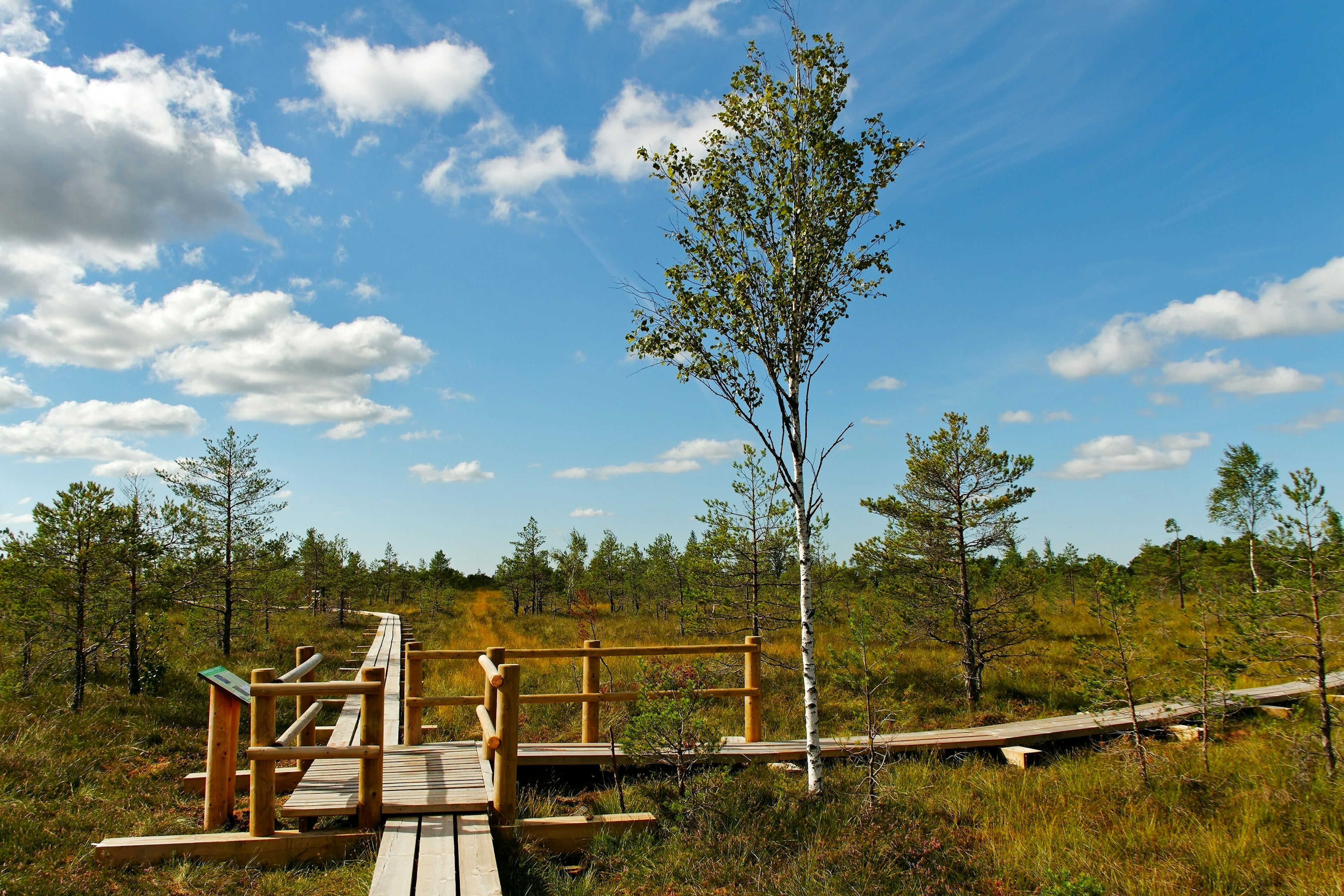 Two walk circles in the Kemeri National Park.