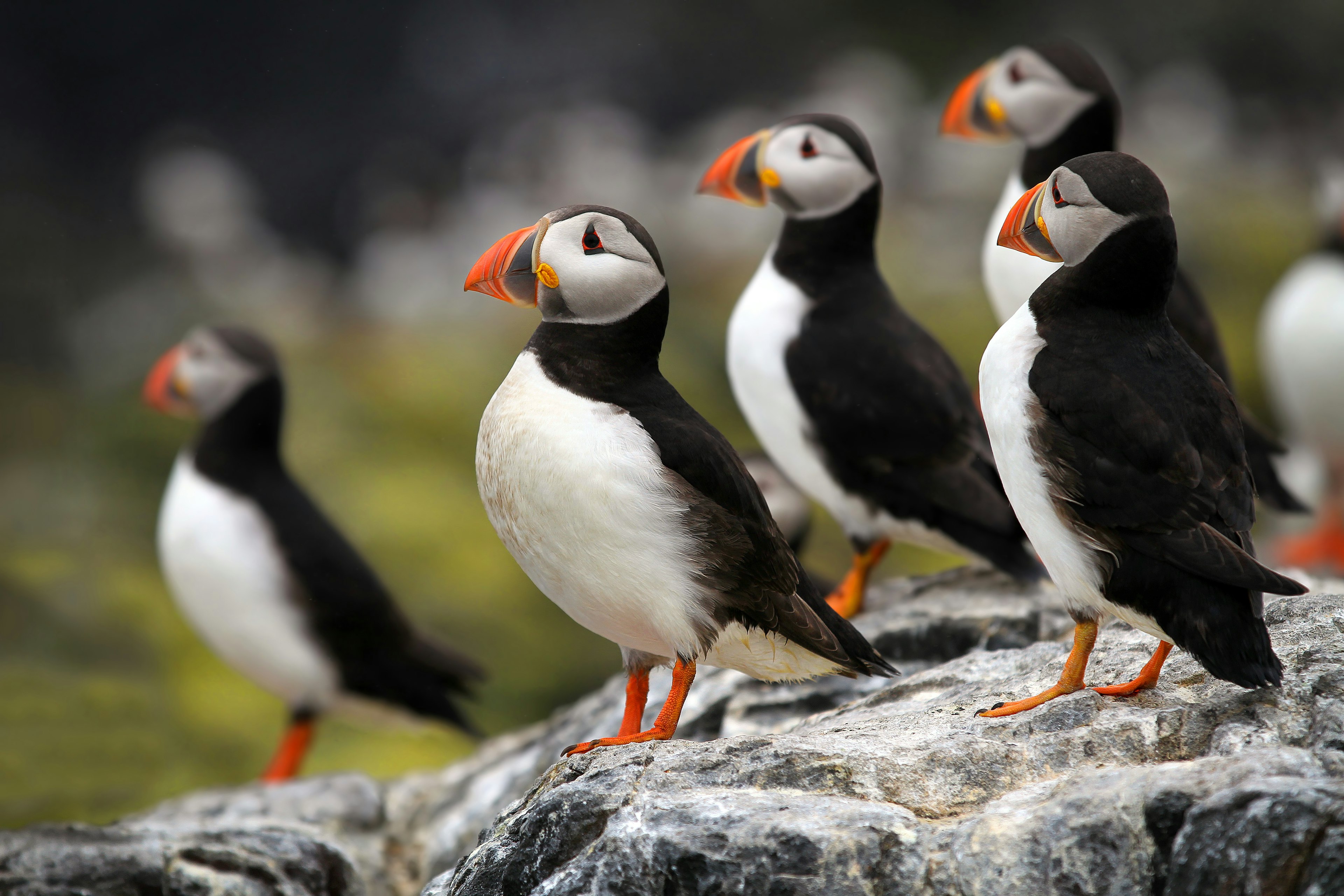 Atlantic Puffins (Fratercula arctica) standing on cliff top.