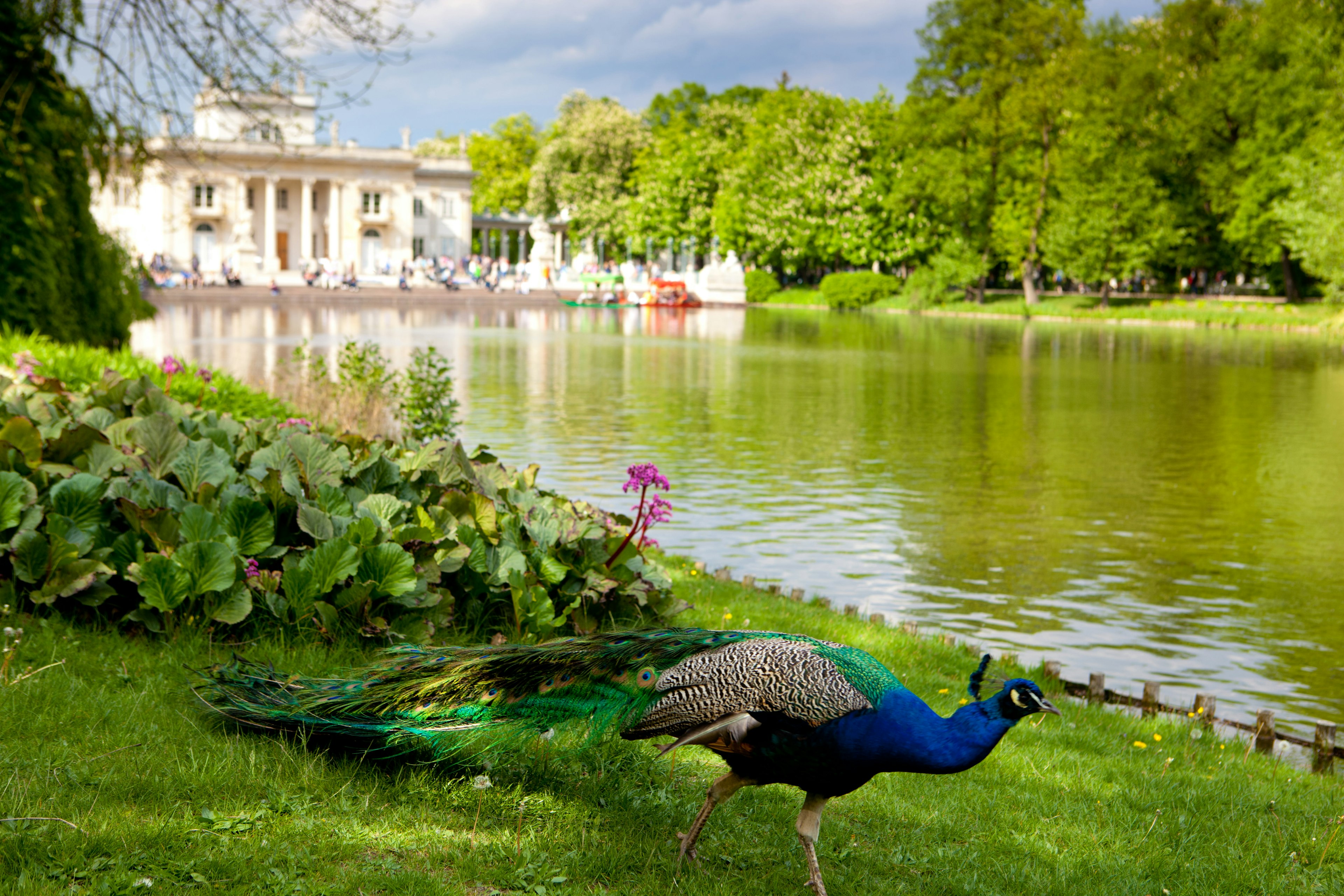 A peacock walking beside a lake at Lazienki or Royal Baths Park in Warsaw.