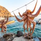 Octopus hang on a line to dry in front of a harbour as the sun begins to set