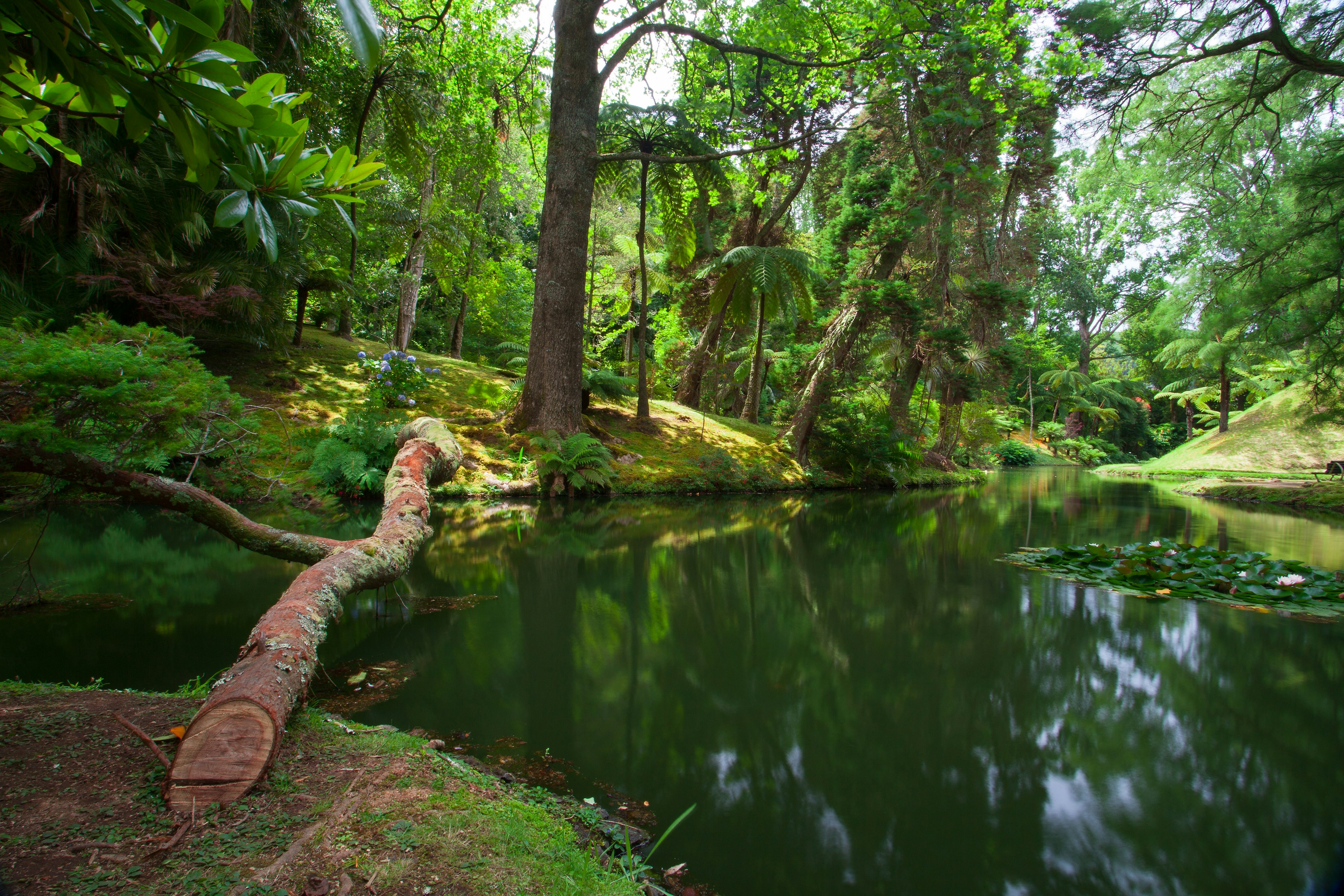 Lake at the Terra Nostra Garden on Sao Miguel island.