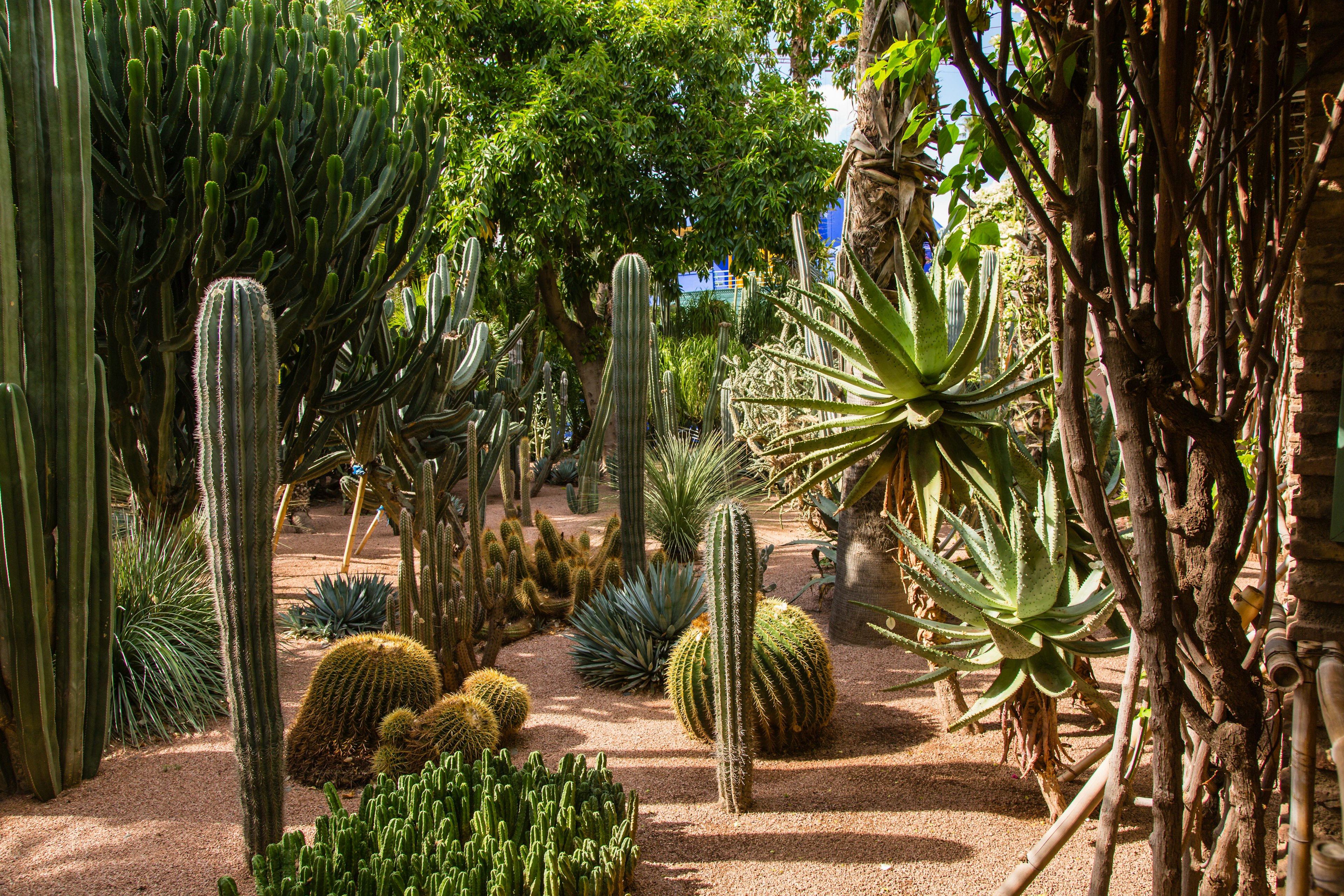 Botanical garden Jardin Majorelle in Marrakesh (Morocco).