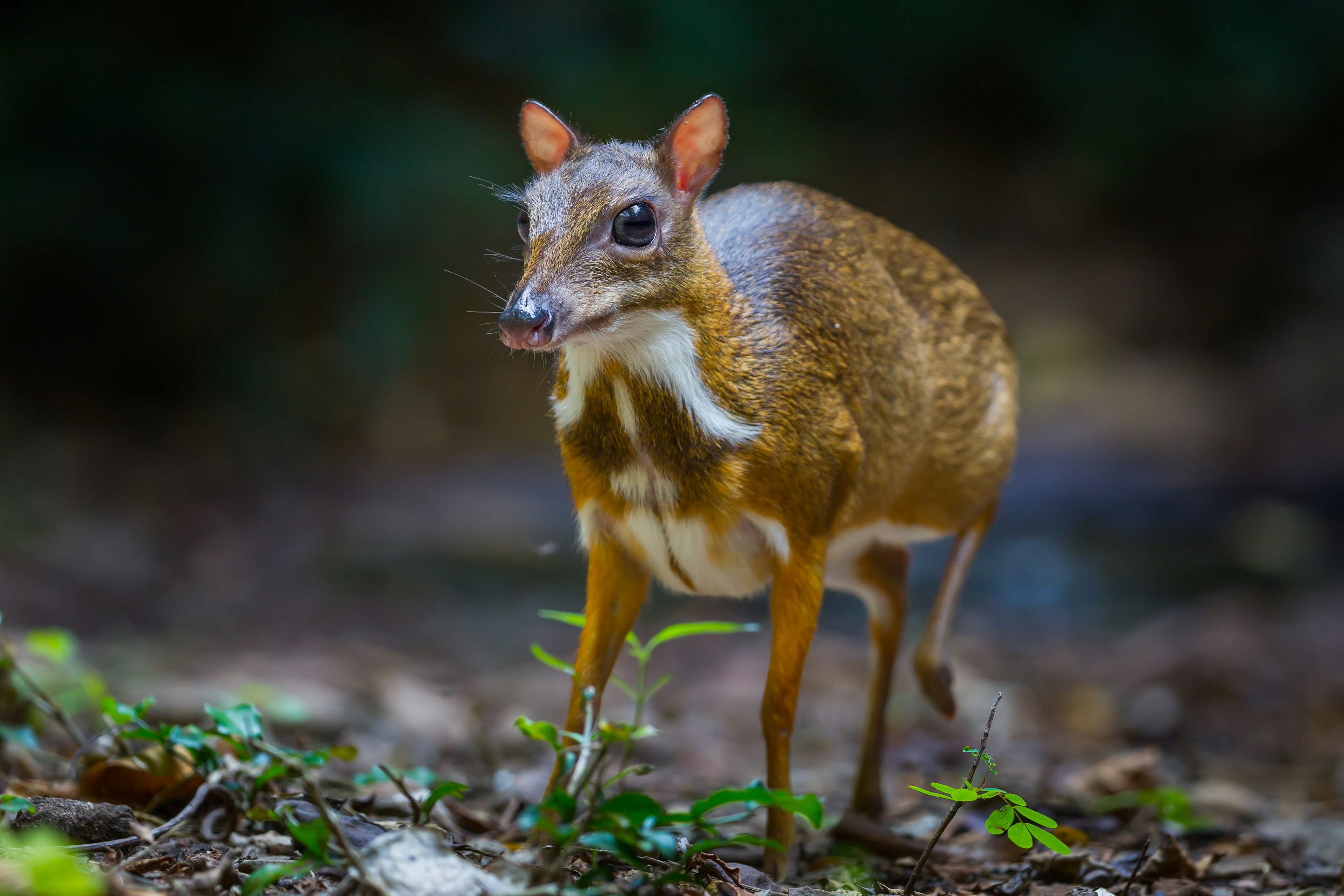 Lesser mouse-deer (Tragulus kanchil) walking.