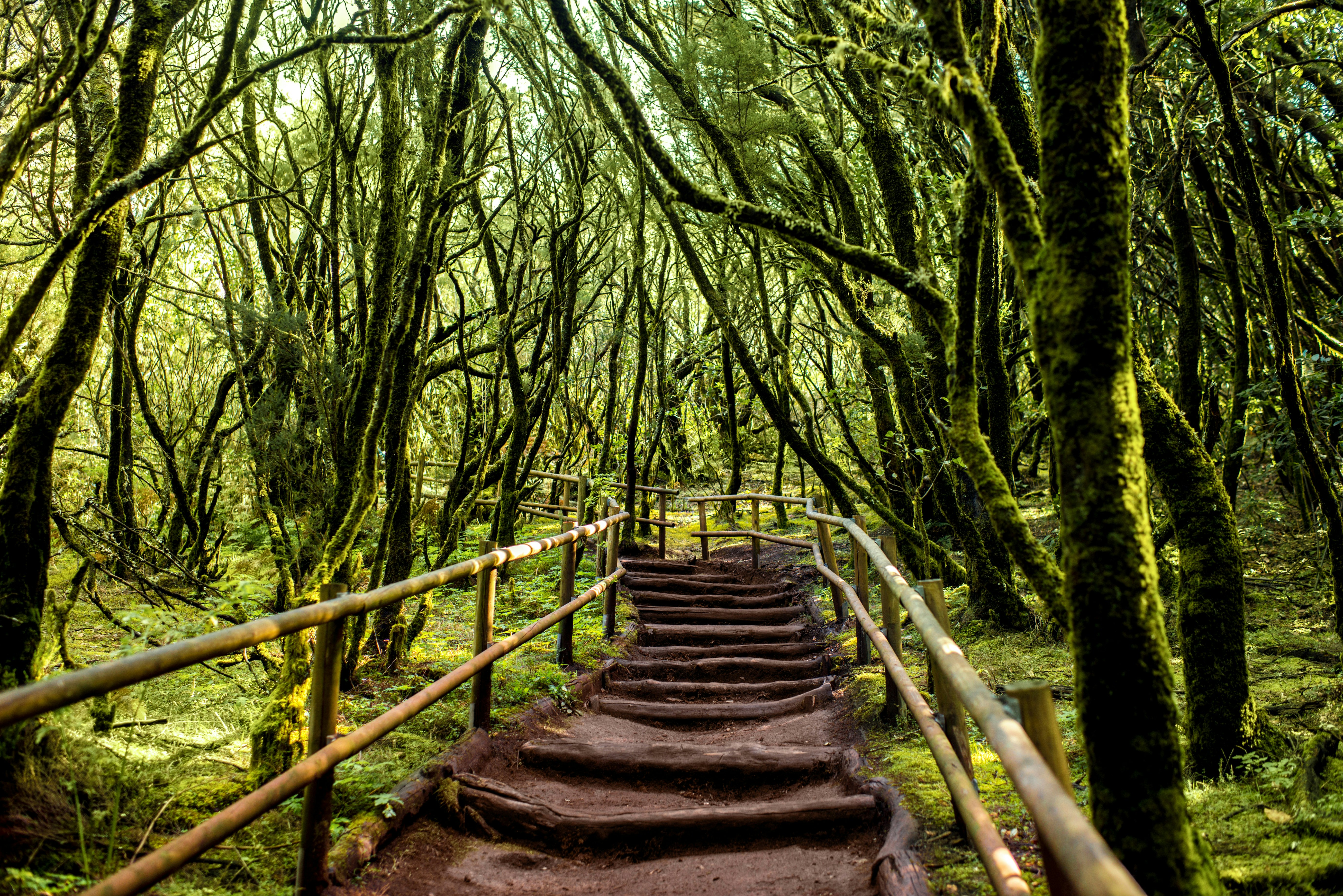 A staircase ascends through the evergreen forest in Garajonay National Park, La Gomera island in Spain.