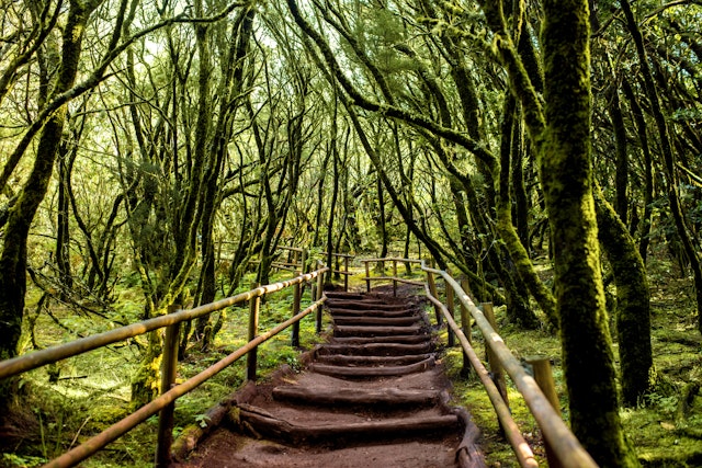 A staircase ascends through the evergreen forest in Garajonay National Park, La Gomera island in Spain.