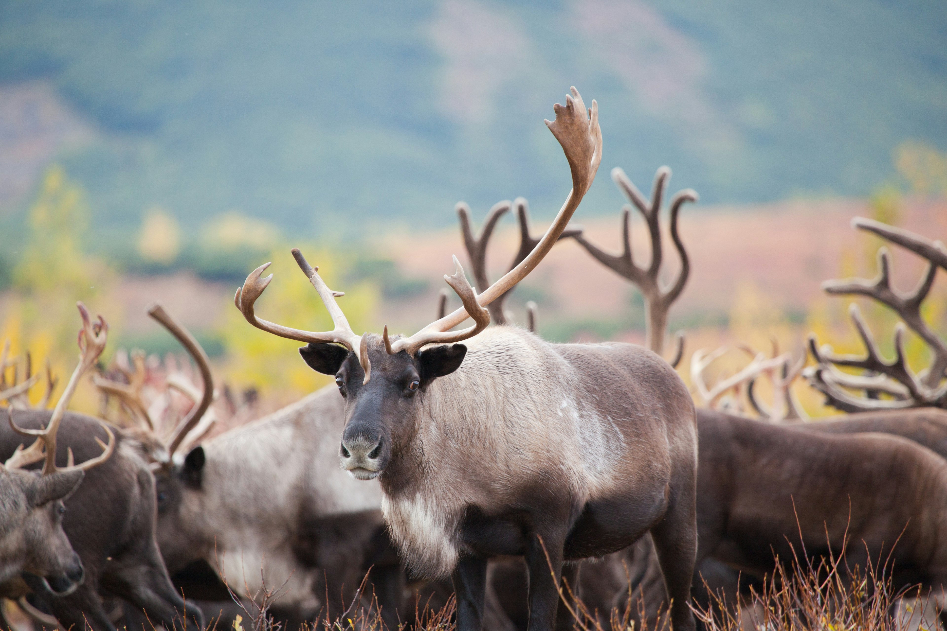 Close-up of a caribou herd in autumn.