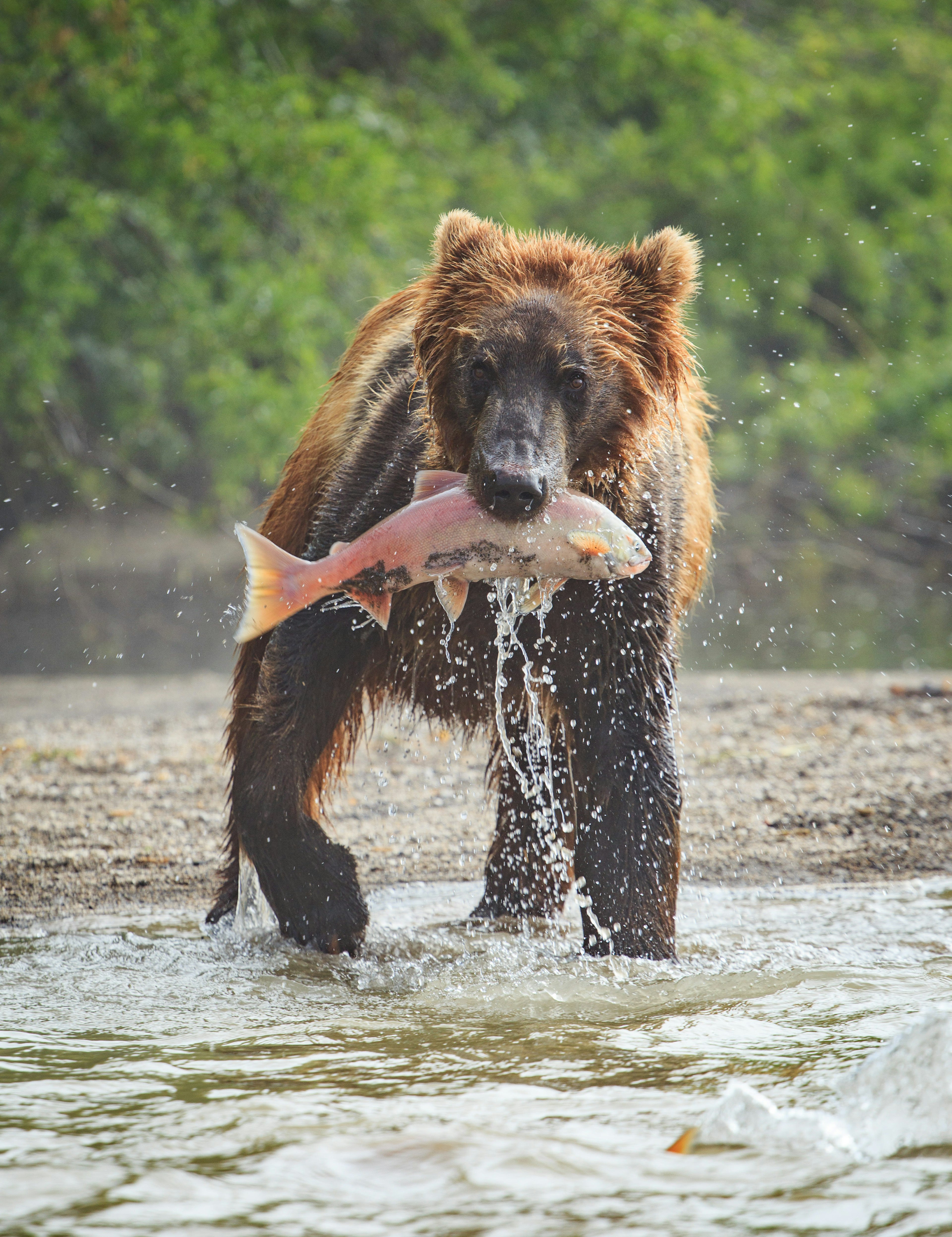 Brown bear holds a large salmon in its mouth at a lake in Kamchatka.