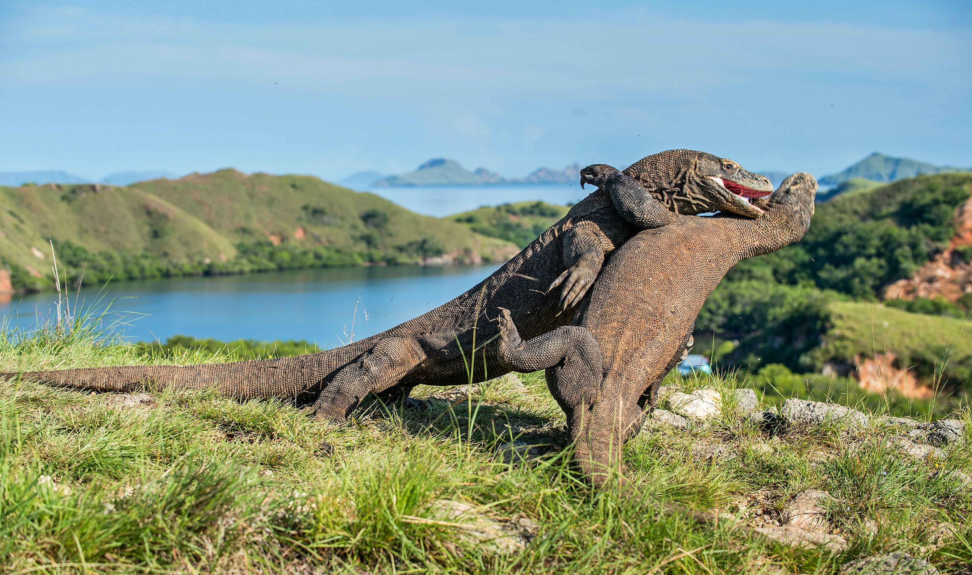 Fighting Komodo dragons (Varanus komodoensis) on Rinca Island.