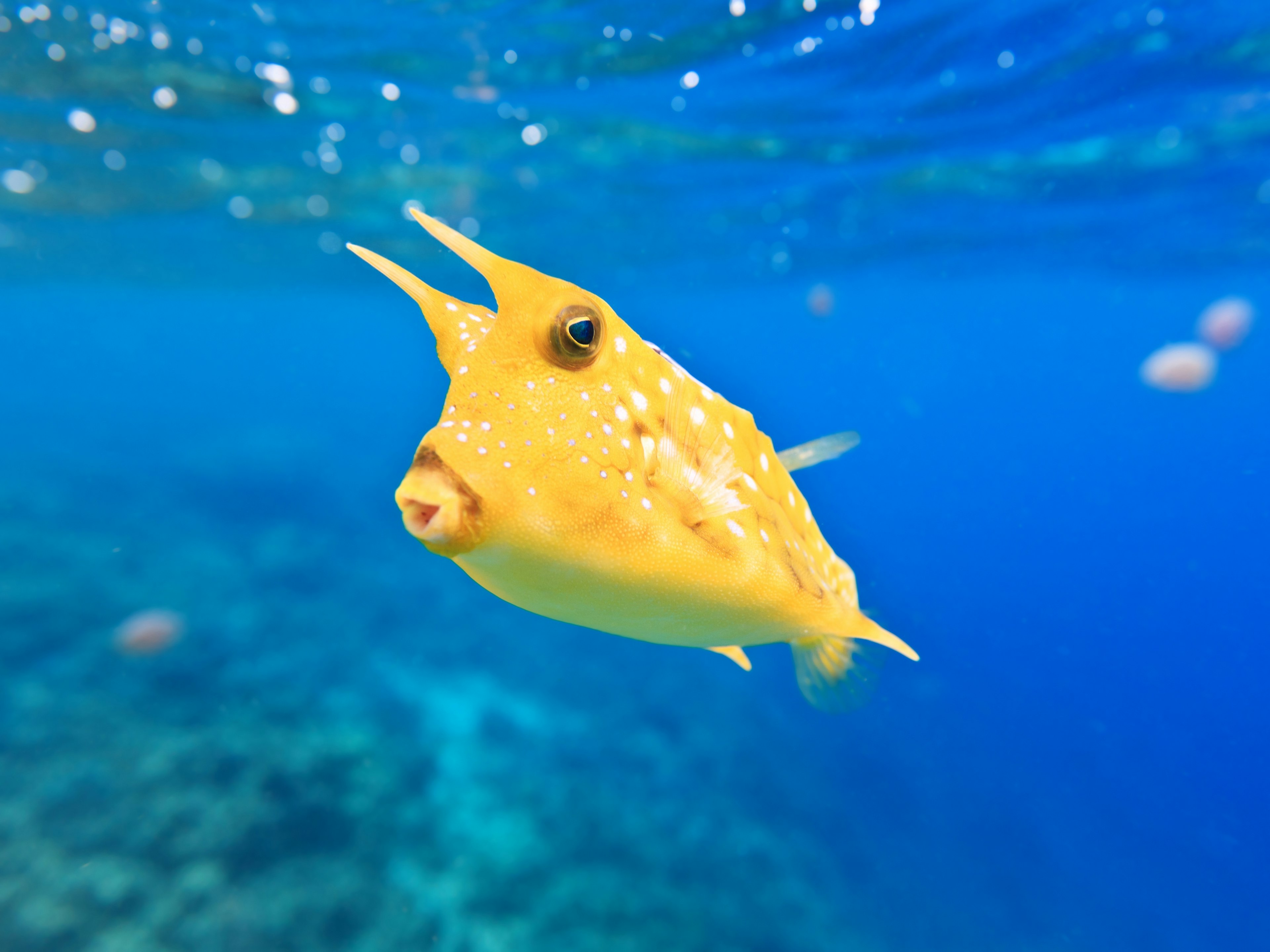 A yellow longhorn cowfish (Lactoria cornuta) swims along above a reef