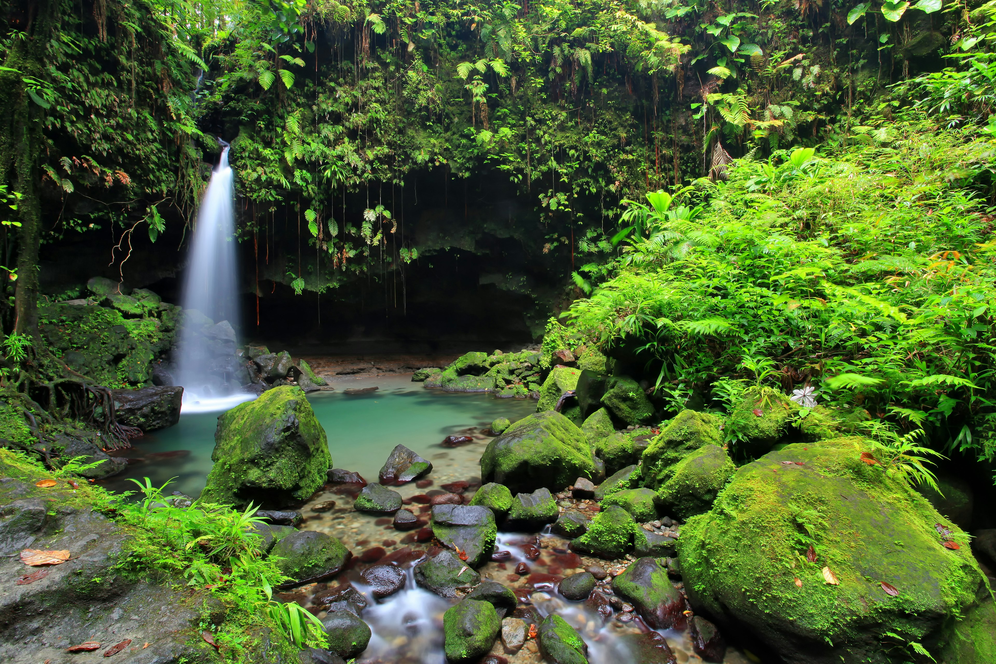 A waterfall meets a small pool in a forest with green trees and moss-covered rocks, Dominica