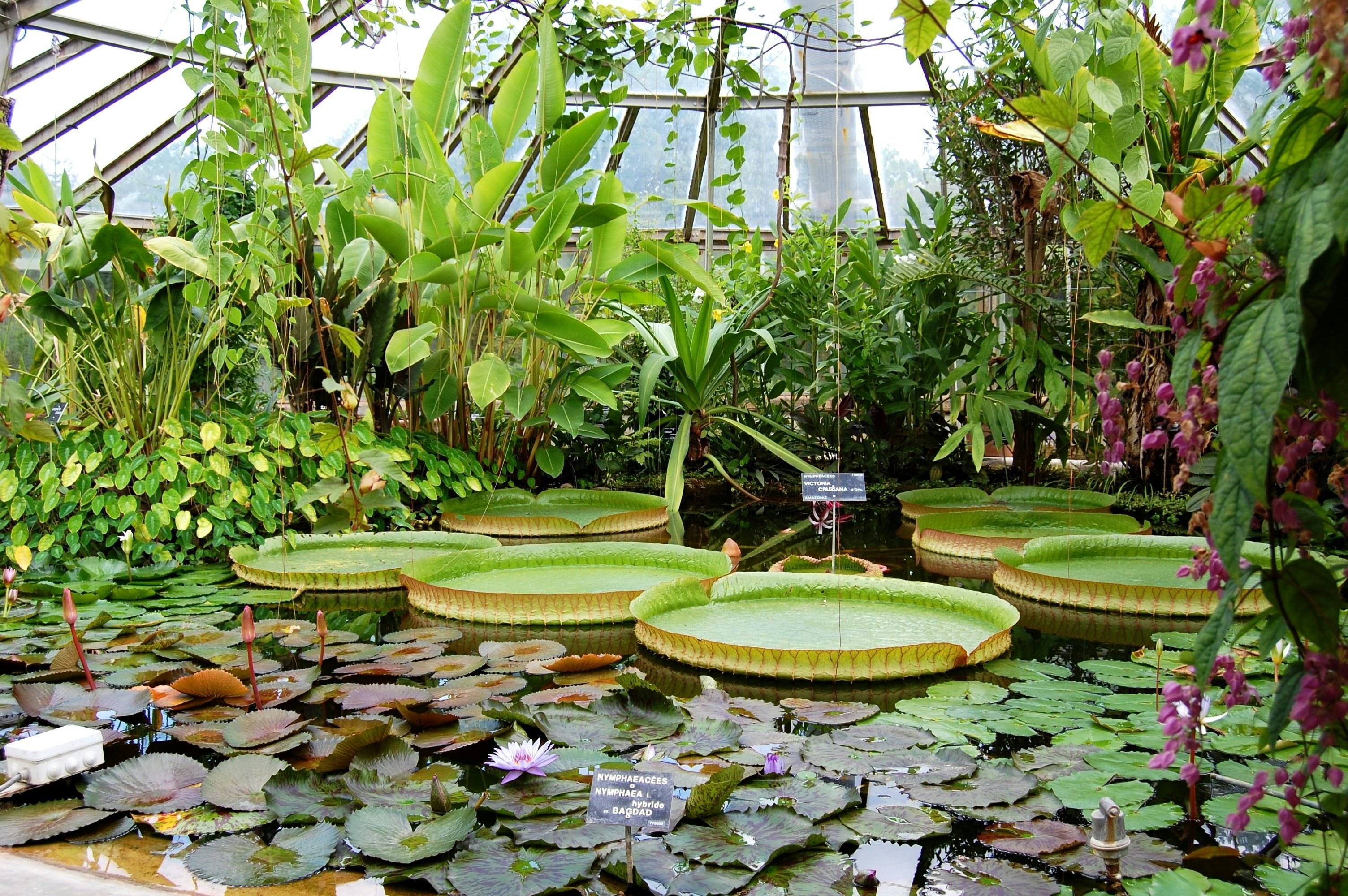 Greenhouse plants in Parc de la Tête d'Or, Lyon.