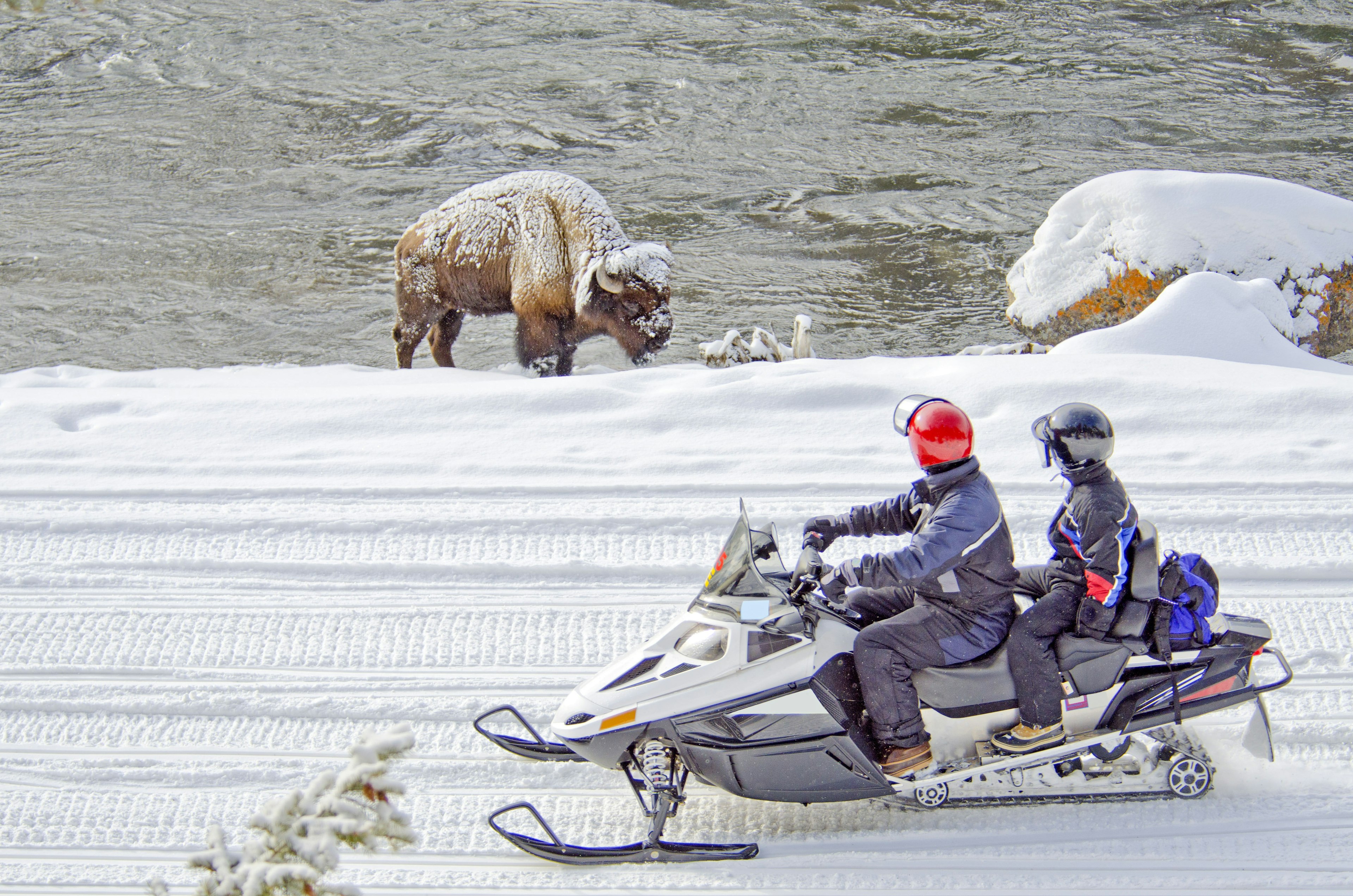 Two snowmobilers in full winter gear and wearing helmets pause on a snowy track to watch a bison.