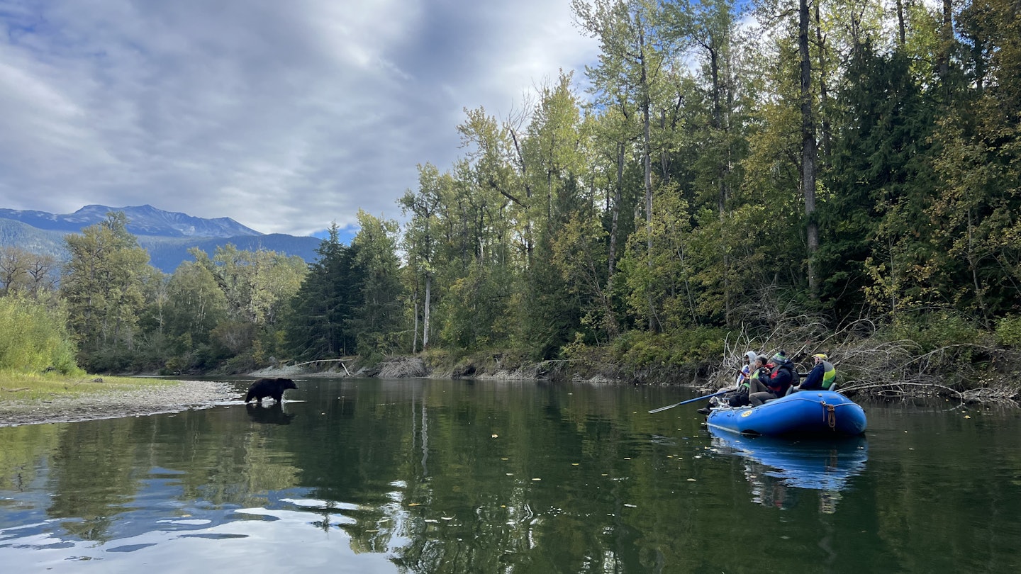 A bear wades into the water while a raft drifts past