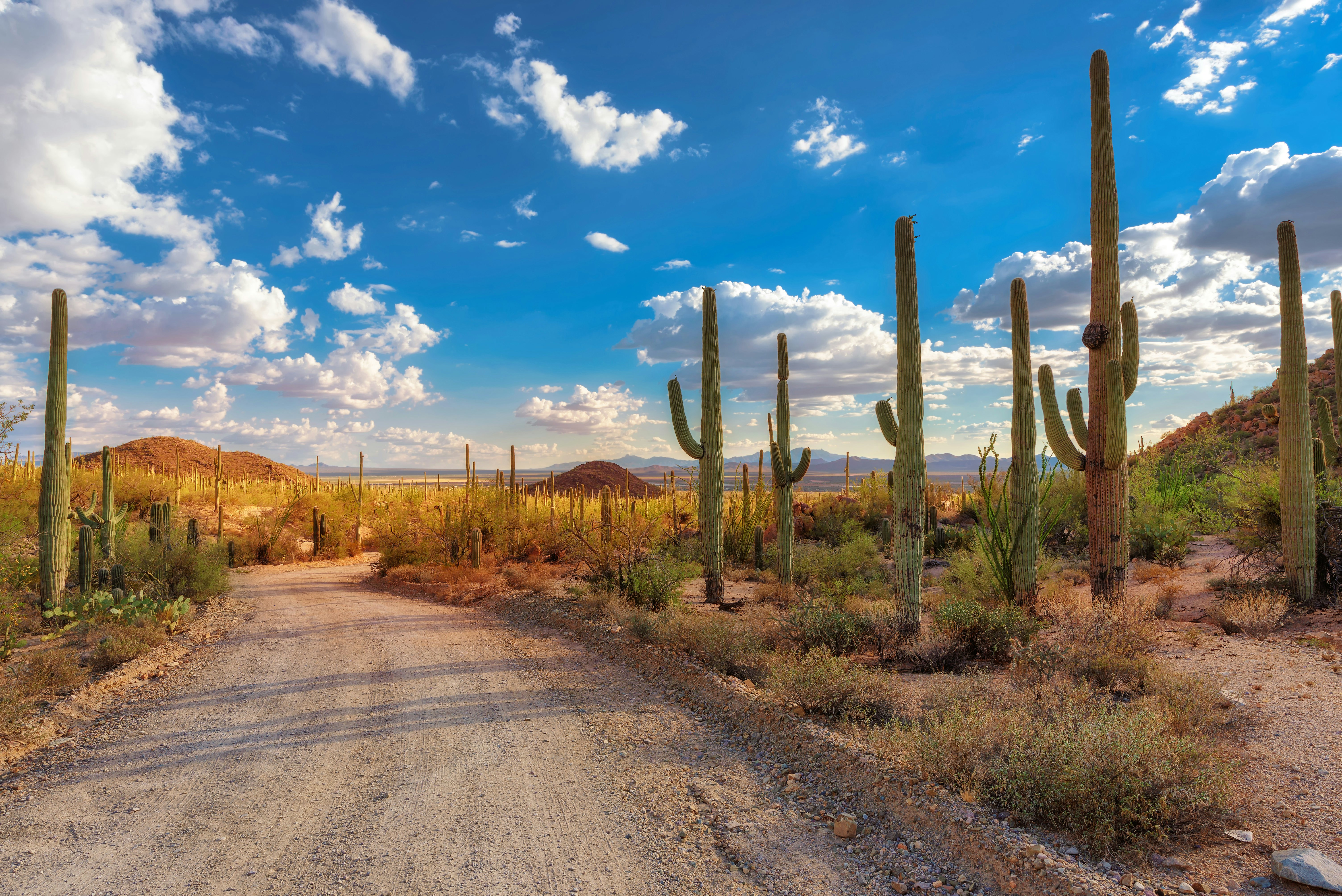 A dirt road through a national park with many tall cacti across the landscape.