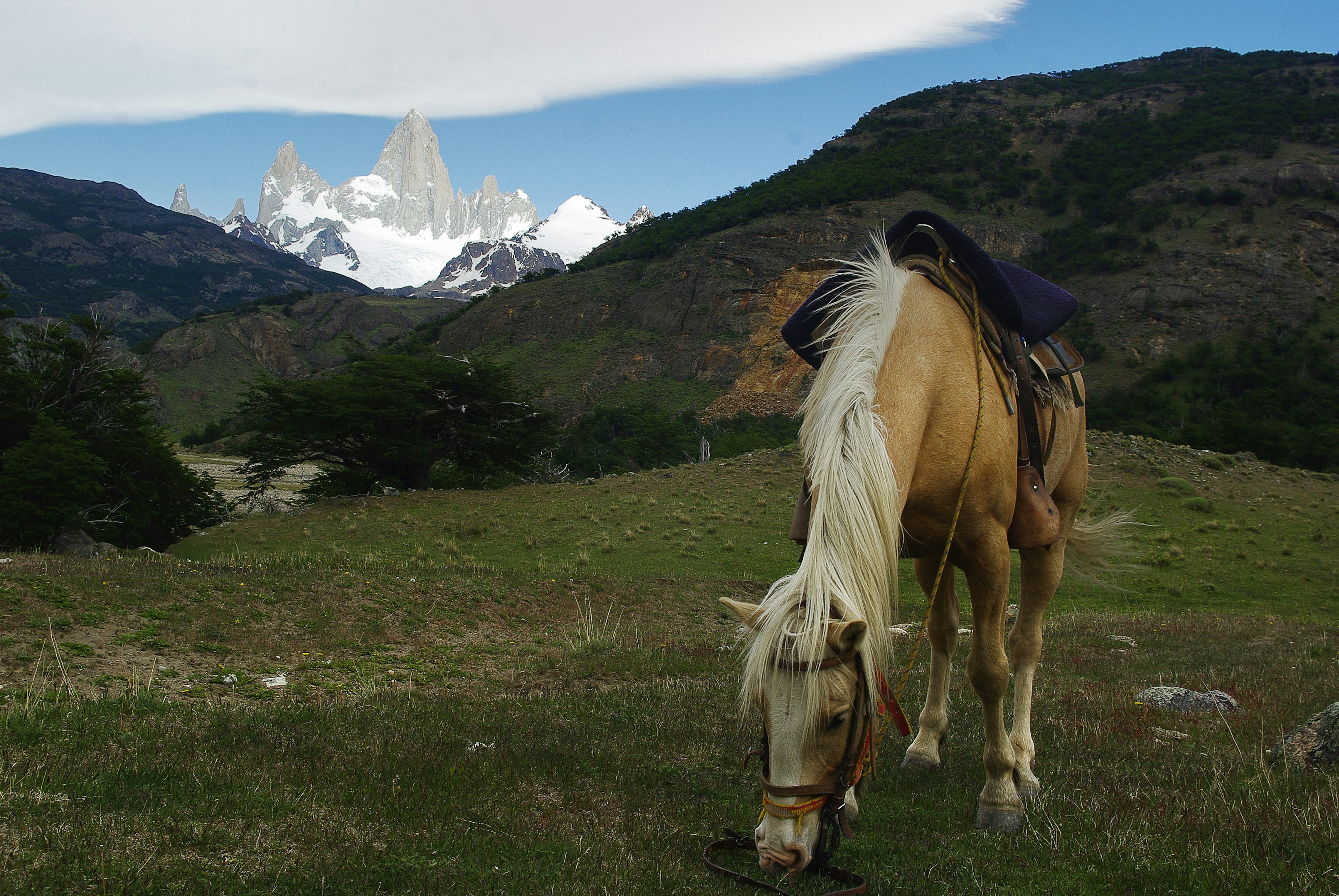 A horse feeding in a grassy field with snow-capped rocky spires beyond.