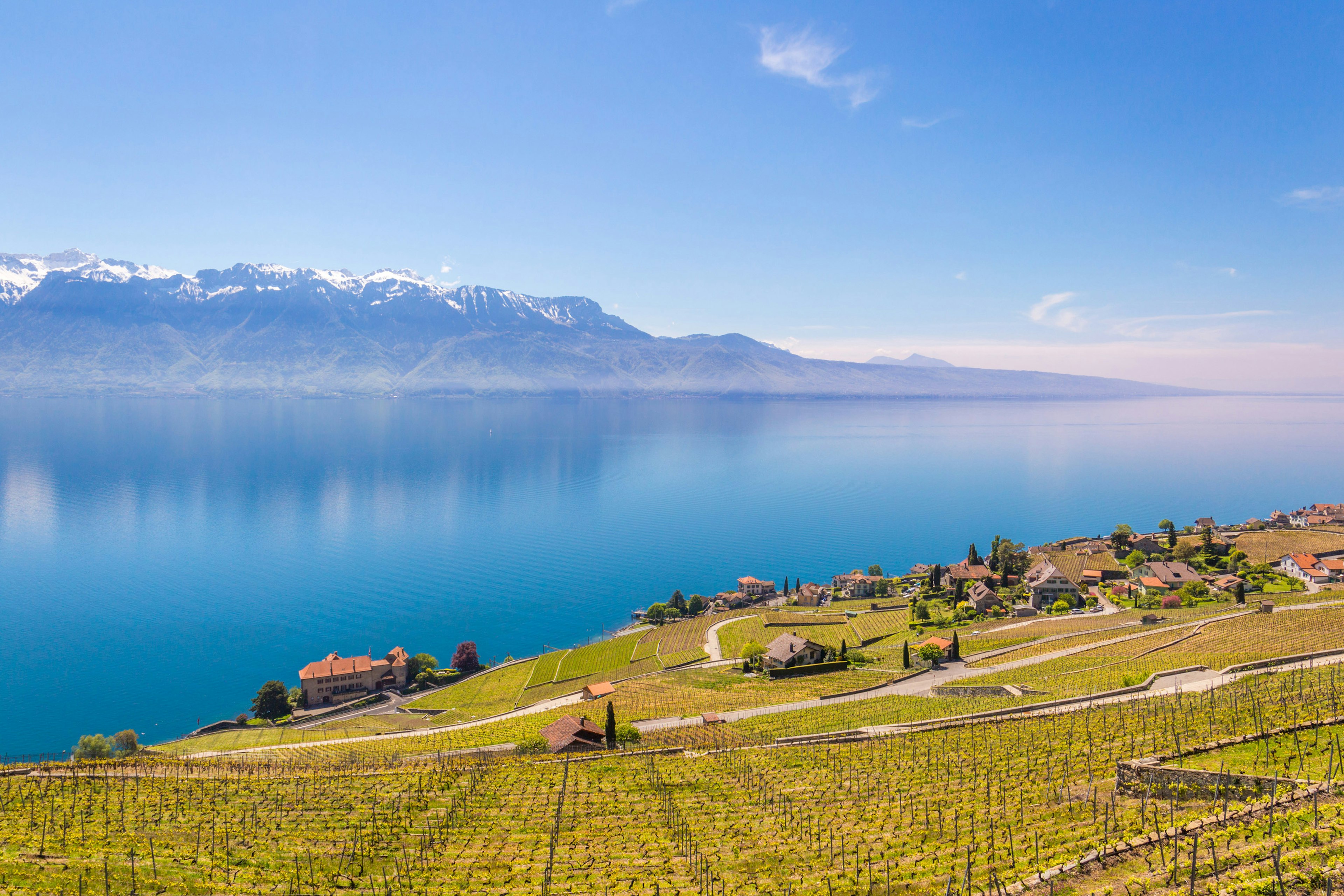 Lakeside vineyards surrounded by snow-capped mountains