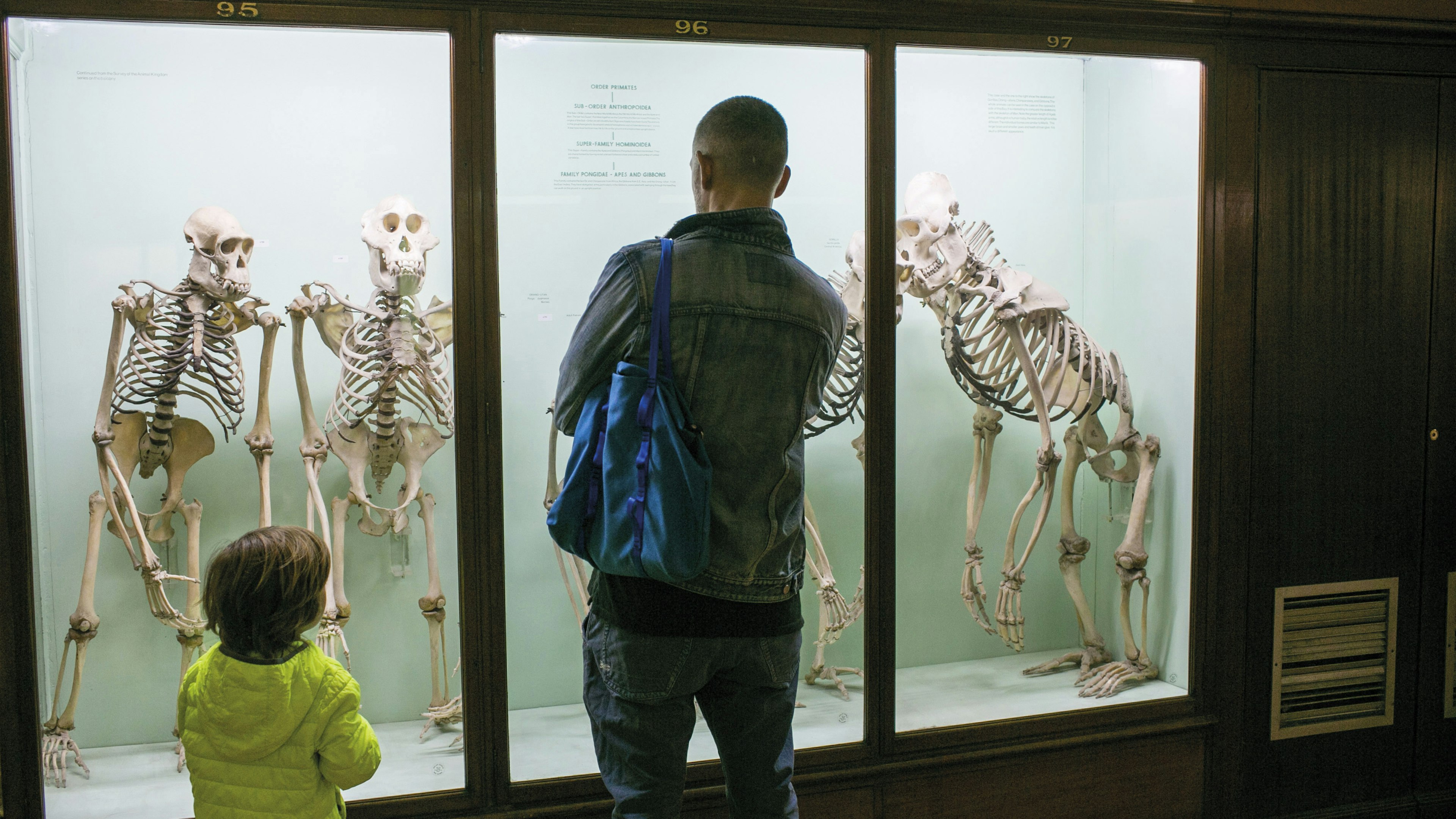 A man and child inspect skeletons at the Horniman Museum.