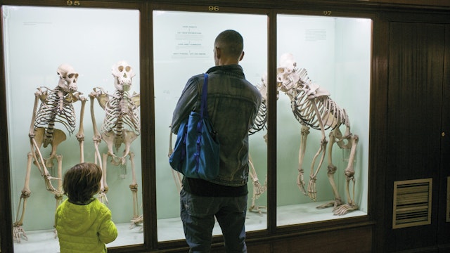 A man and child inspect skeletons at the Horniman Museum.