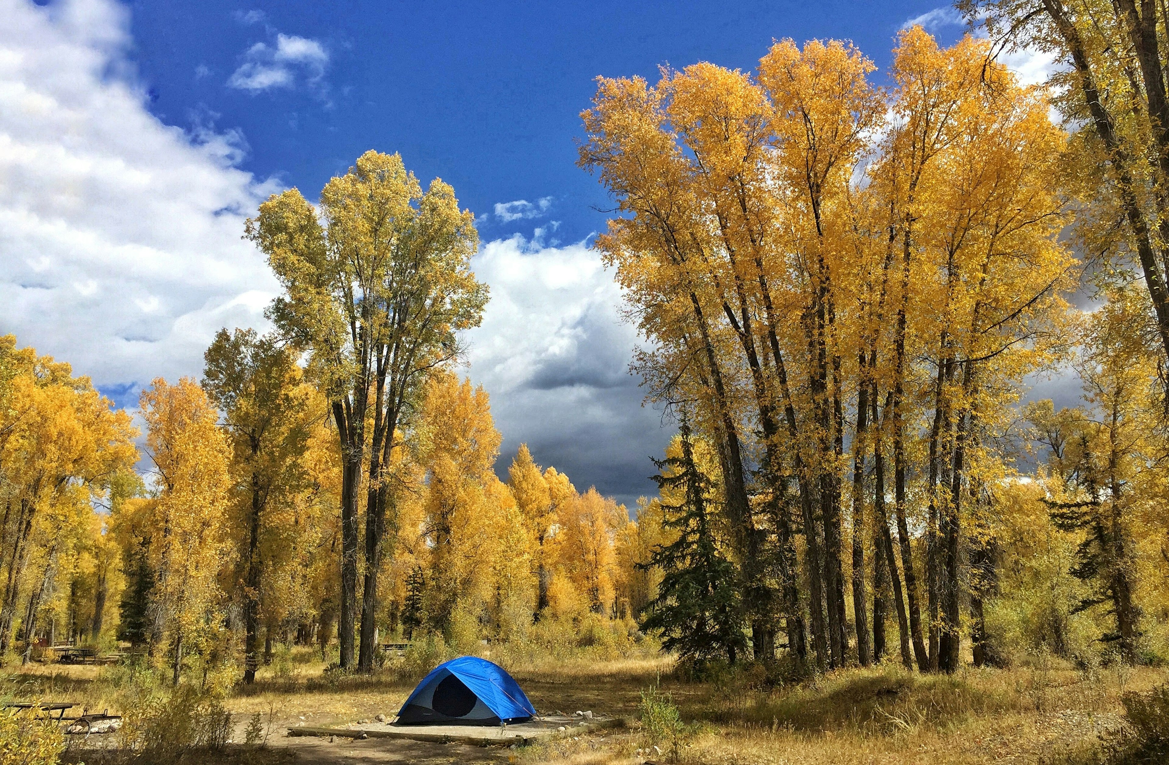 A small blue tent pitched among tall trees with leaves turning yellow in autumn