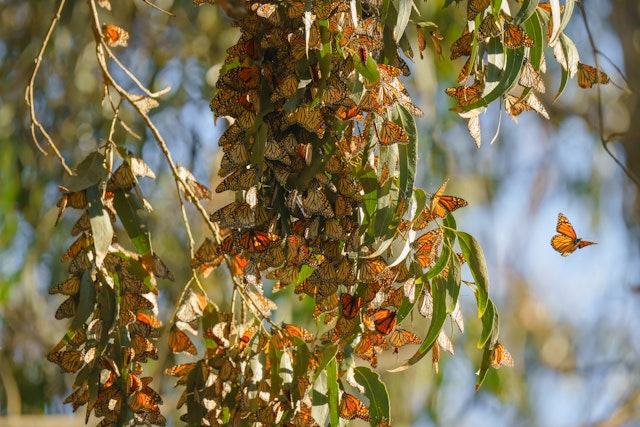 Orange and black butterflies clustered together in one large group on a eucalyptus branch.