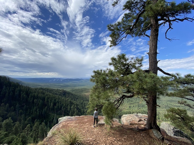 Next to a tall, gnarled pine tree, a woman stands at an rocky ledge overlooking a valley with a pine forest and mountains in the distance, Mogollon Rim, Arizona, USA