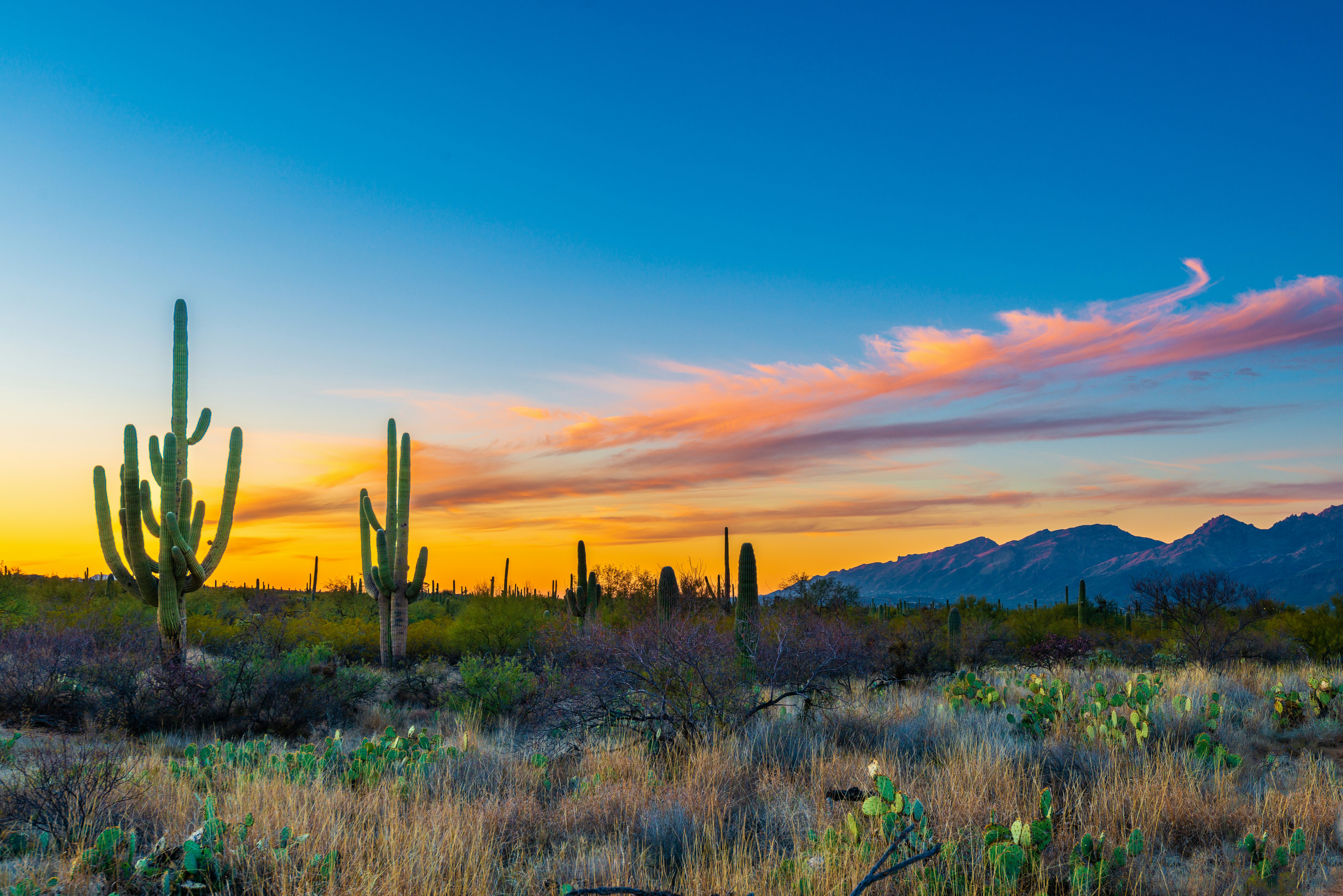 A winter sunset over a large area full of distinctive cacti