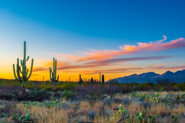 A winter sunset over a large area full of distinctive cacti