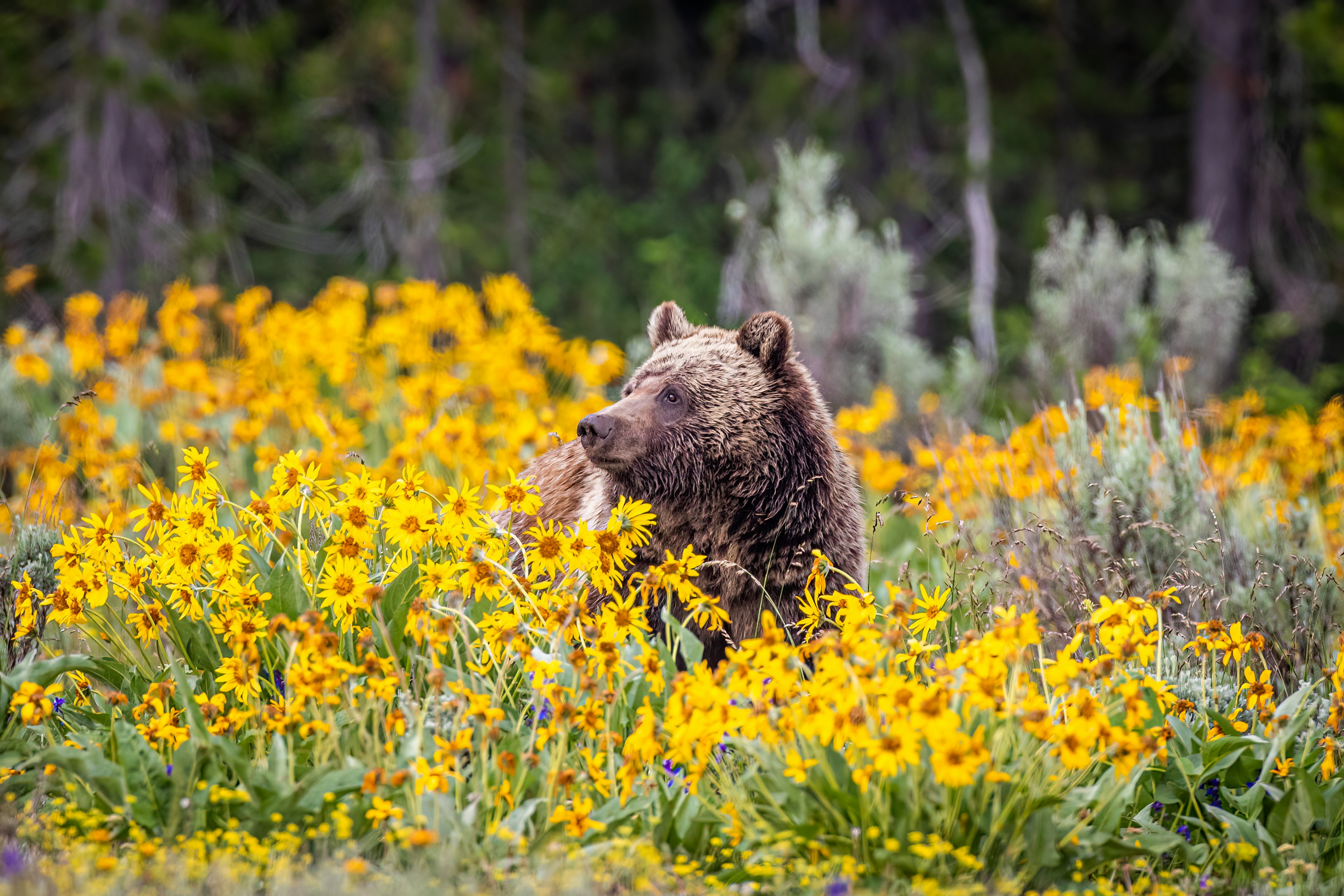 A grizzly bear in a meadow surrounded by yellow flowers.