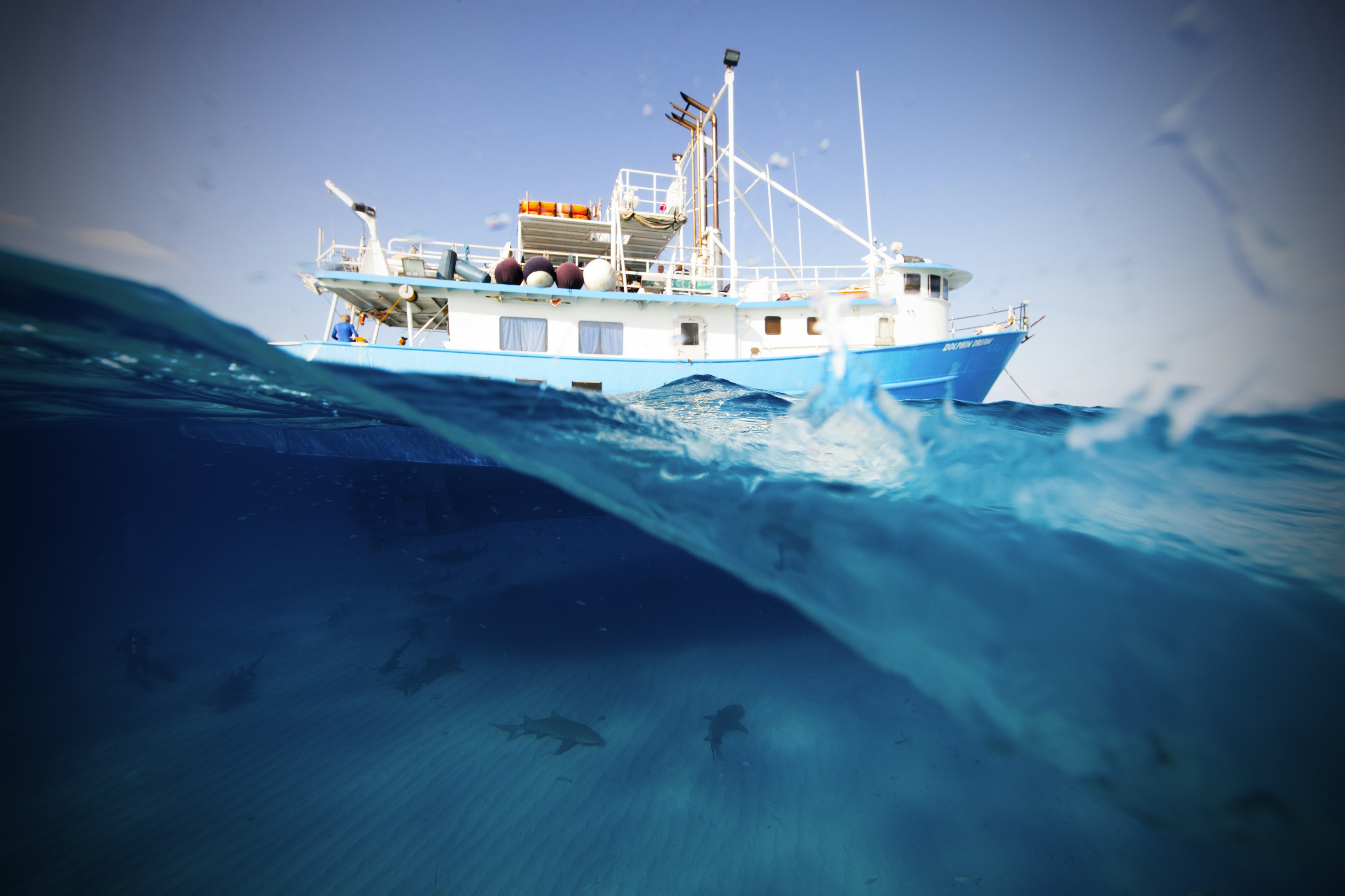 Bahamas, Tiger Beach, Boat and lemon sharks swimming underwater