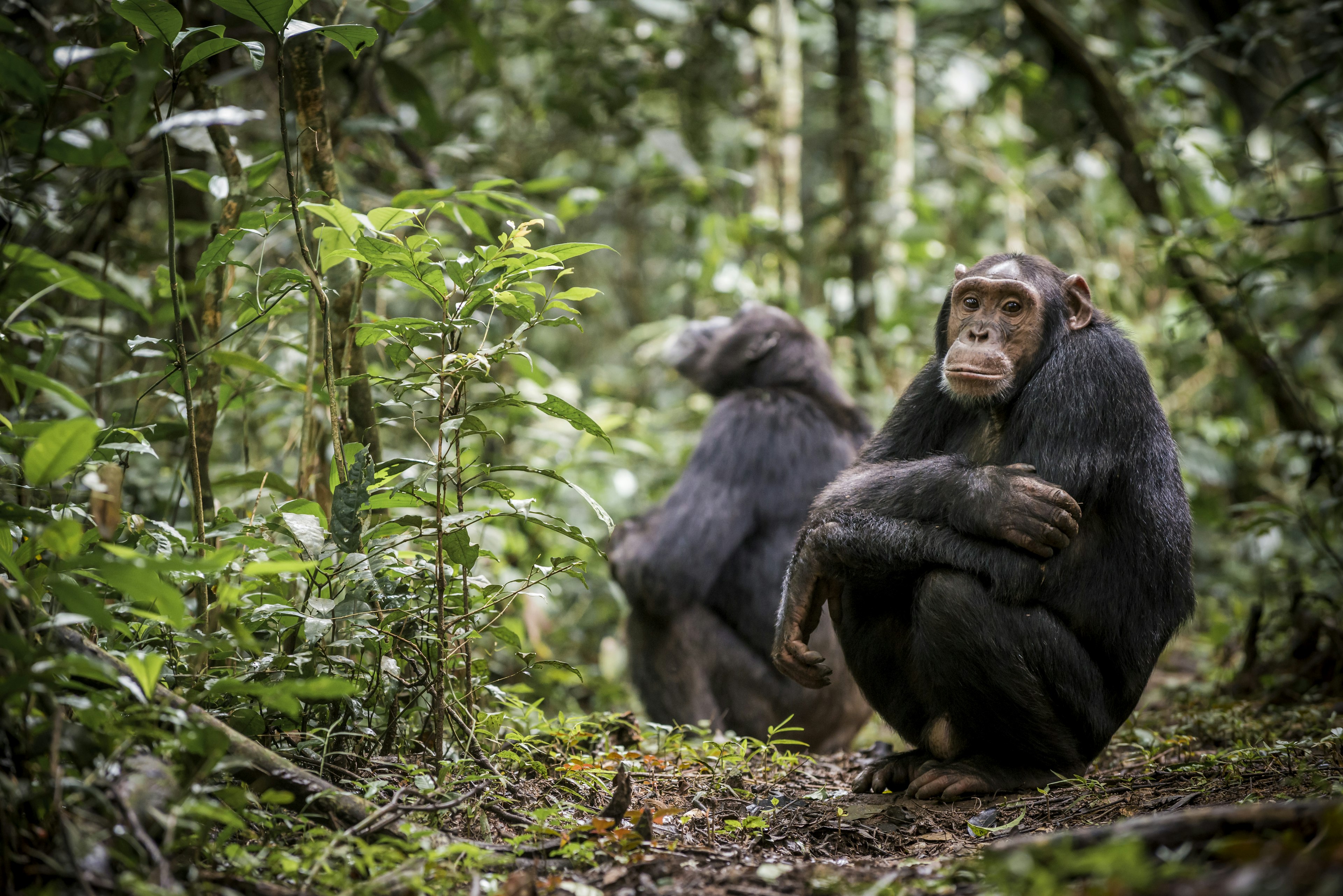 Chimpanzees in Kibale National Park