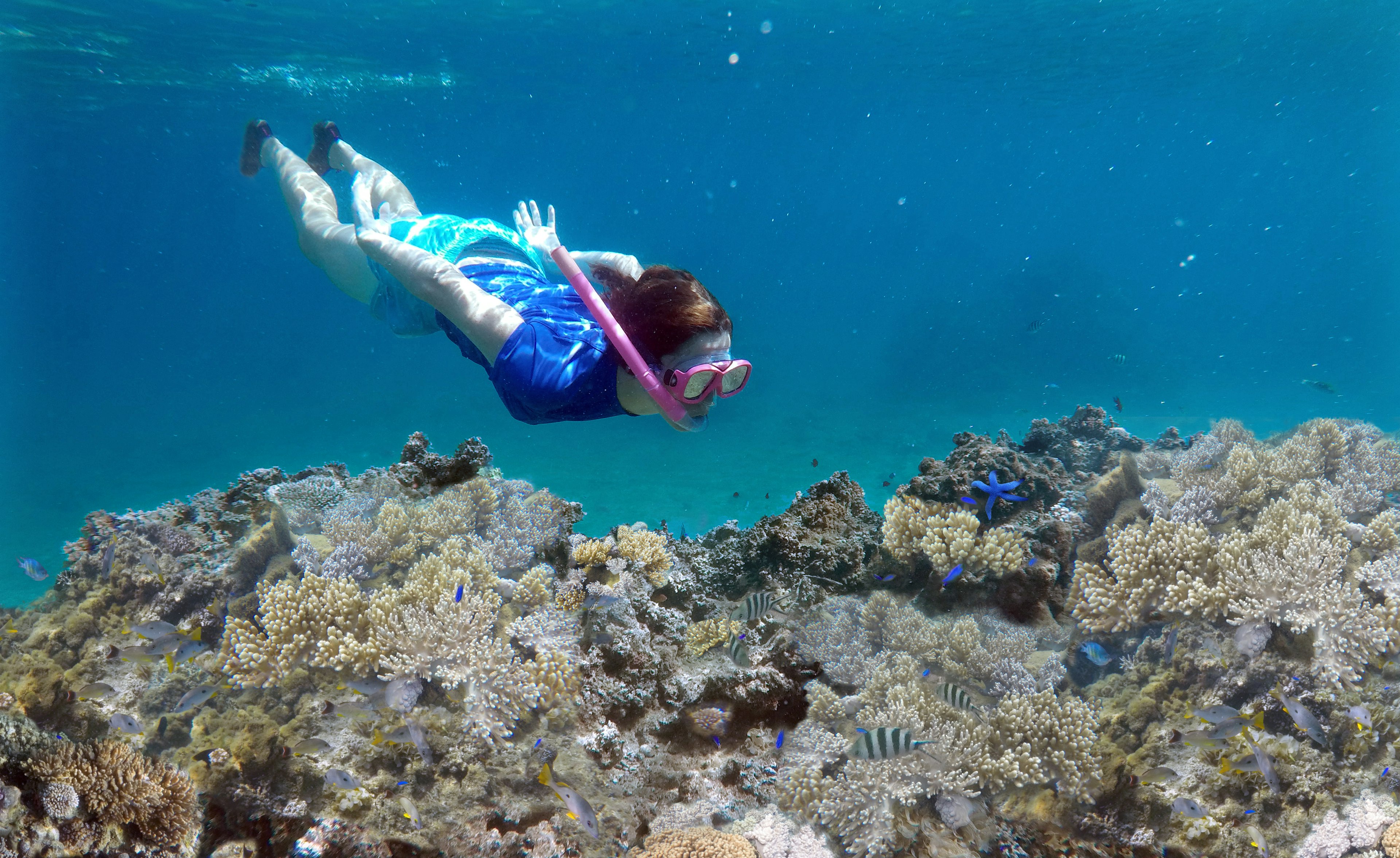 A young woman snorkels underwater over a coral reef off of Vanua Levu Island, Fiji in the South Pacific