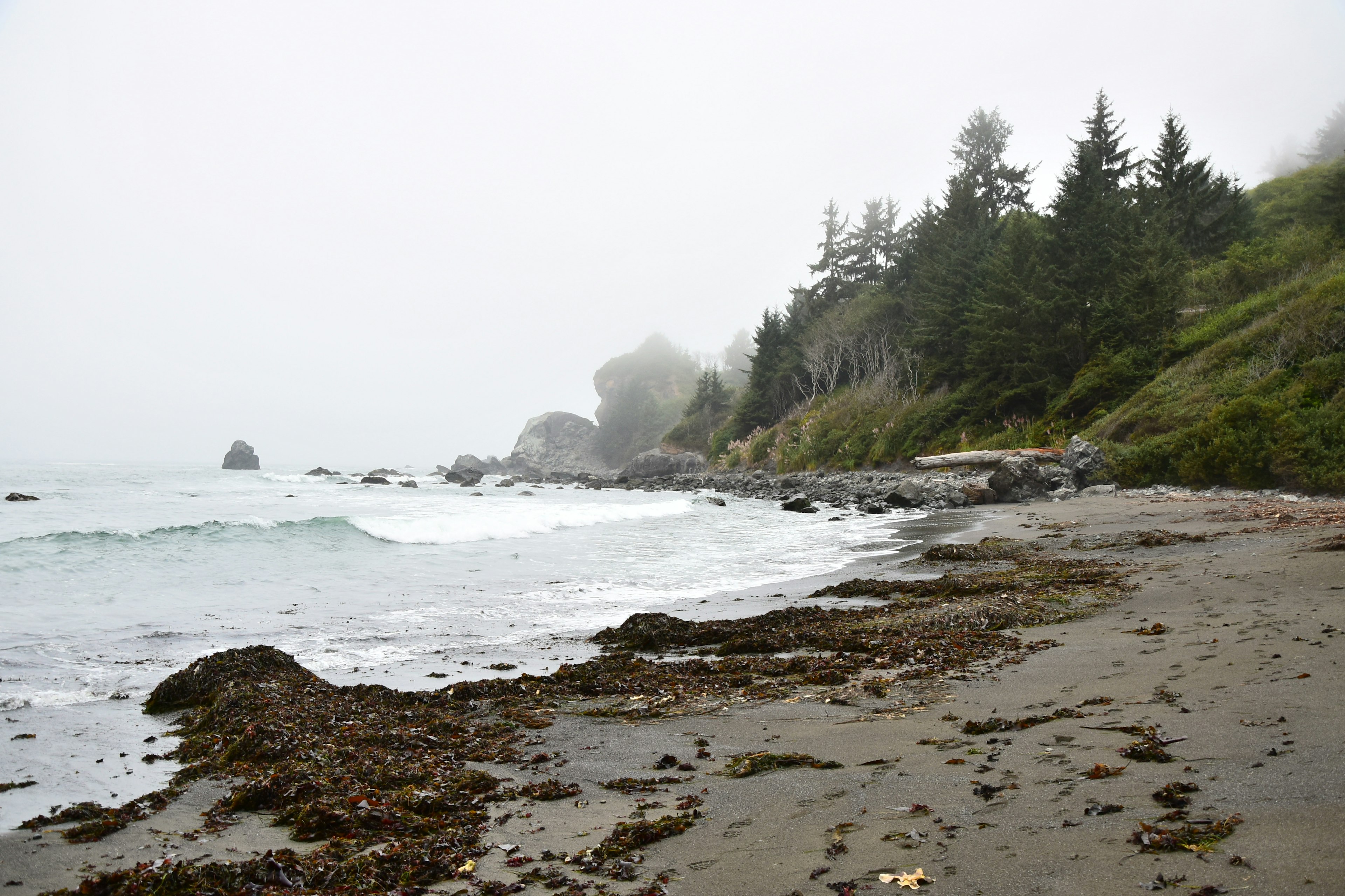 A light blue-grey Pacific Ocean meets the curve of the shoreline in Redwood Forest National Park, where the sand is dark grey and brownish red seaweed clumps on the left side of the frame. In the background, deep green headlands meet the beach, with stands of pine and spruce shrouded in a light fog.