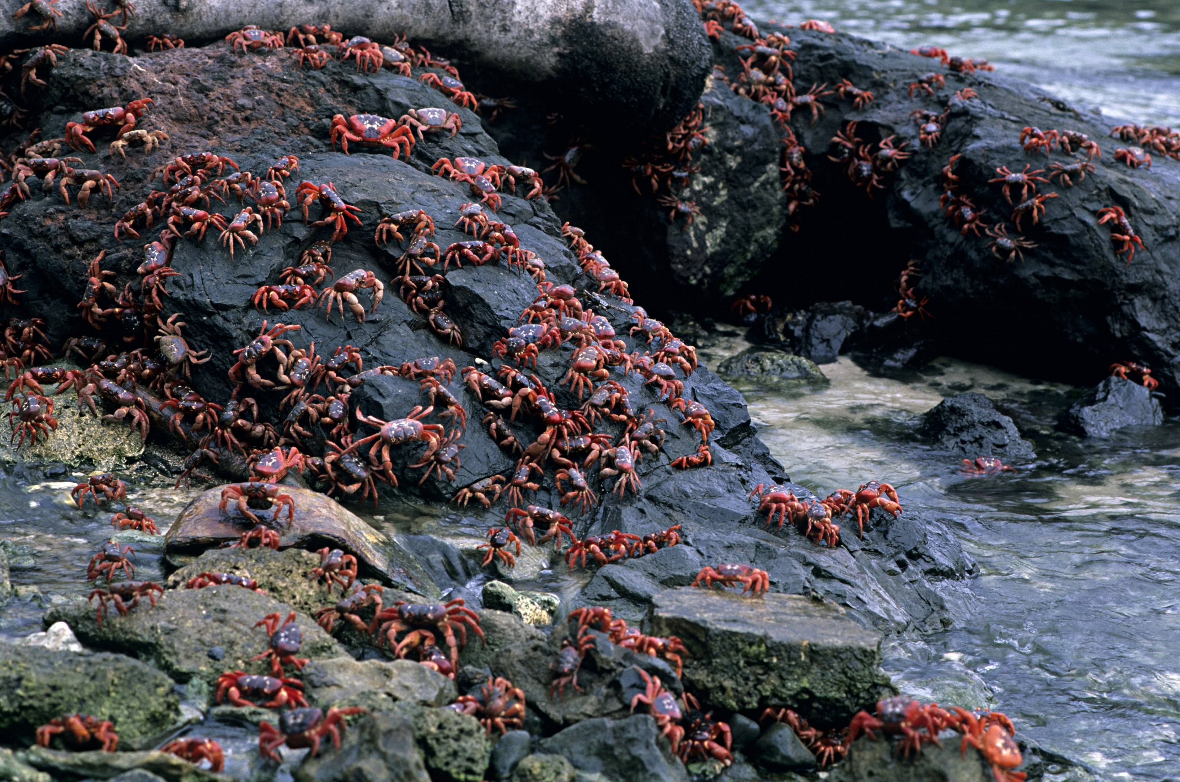 A shot of thousands of red crabs coming in from the sea to Christmas Island at nightfall