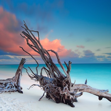 Two pieces of driftwood dominate the shot, surrounded by pristine white sand with turquoise sea stretching into the distance.